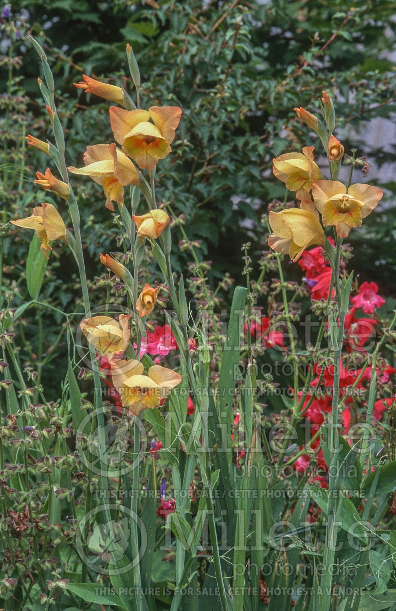 Gladiolus Boone (Gladiolus) 4