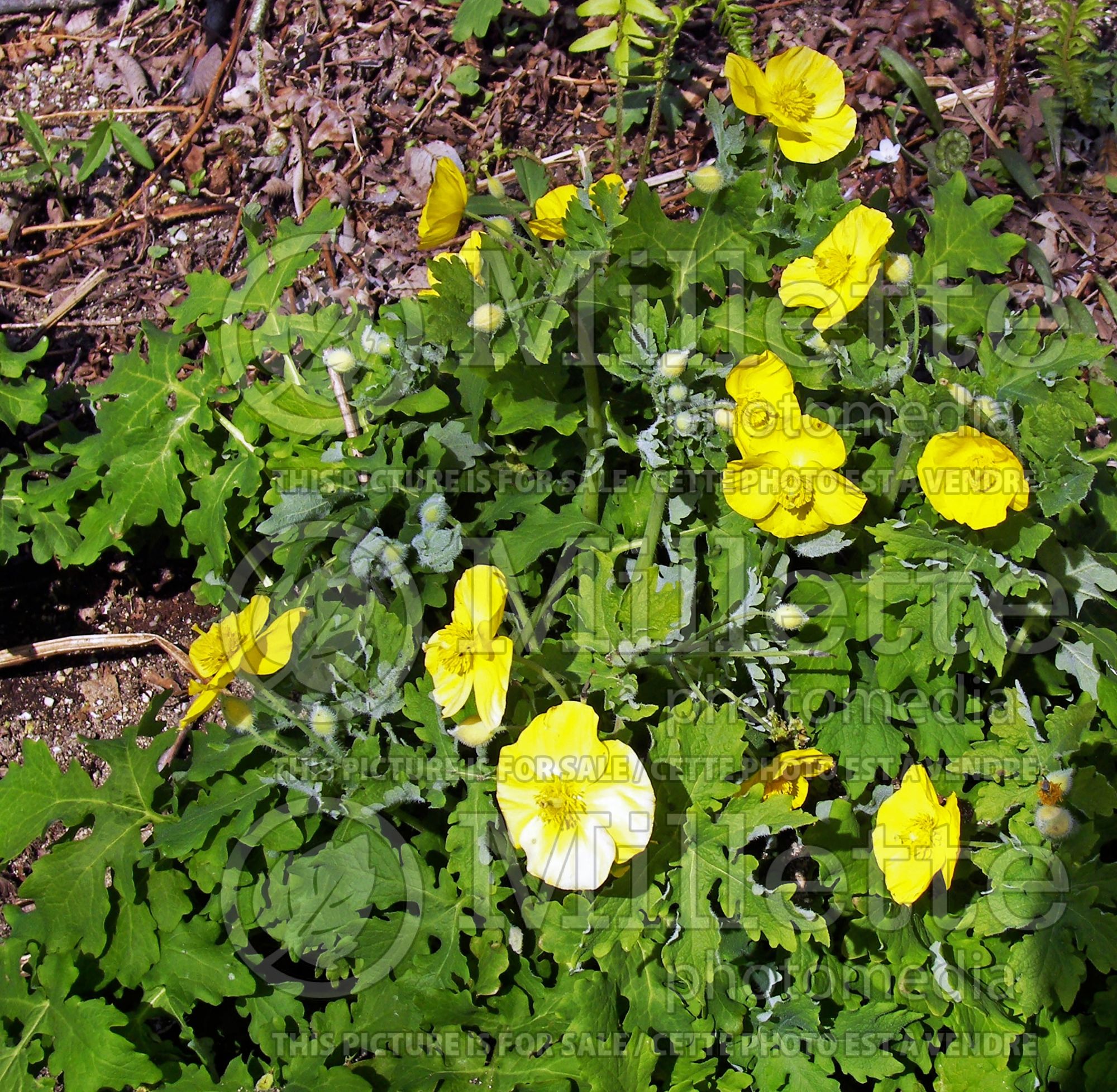 Glaucidium palmatum (Japanese wood poppy) 2