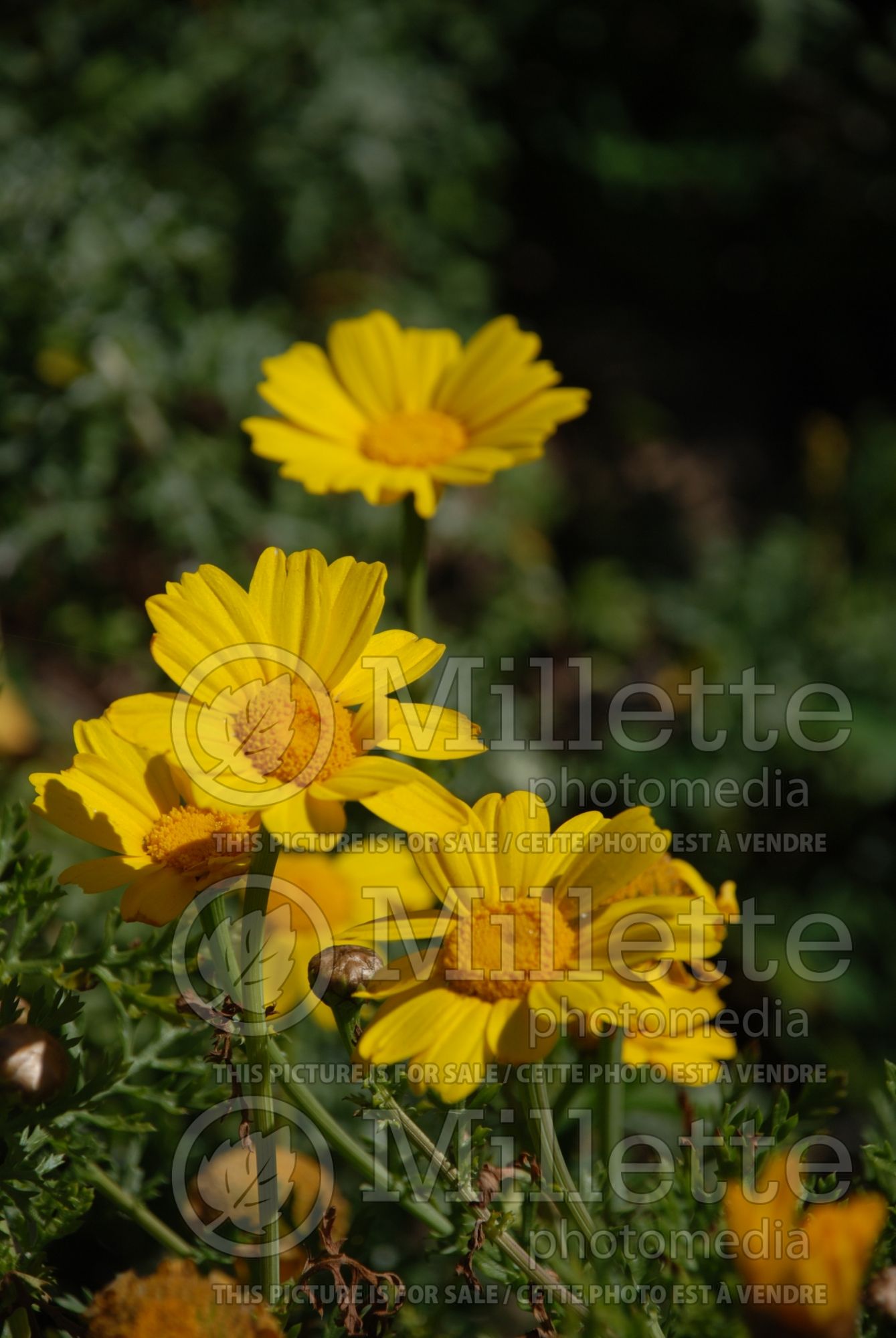 Glebionis coronaria aka Chrysanthemum coronarium (Glebionis, Crown Daisy, Edible Chrysanthemum) 2