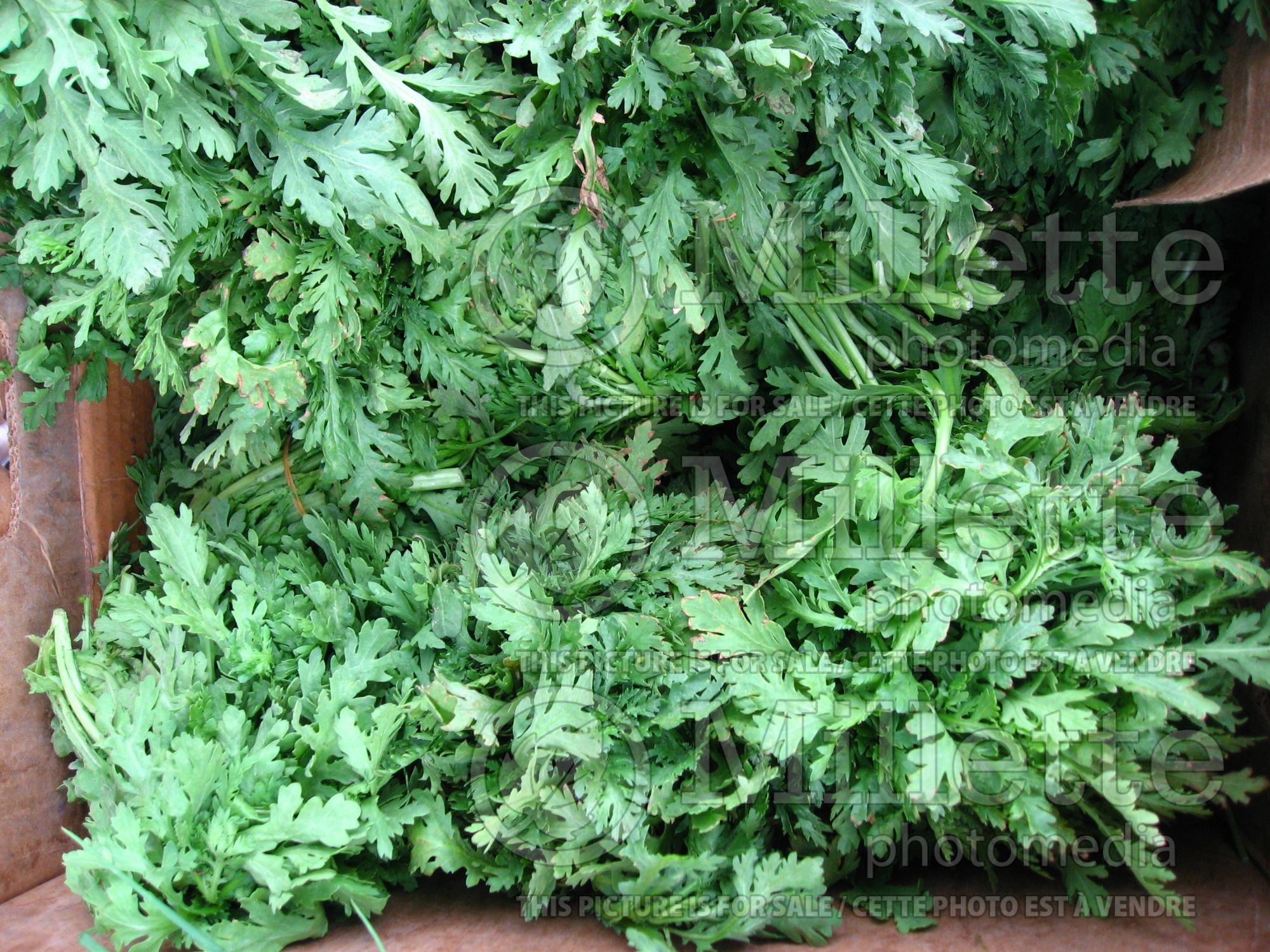 Glebionis coronaria aka Chrysanthemum coronarium (Glebionis, Crown Daisy, Edible Chrysanthemum) 3
