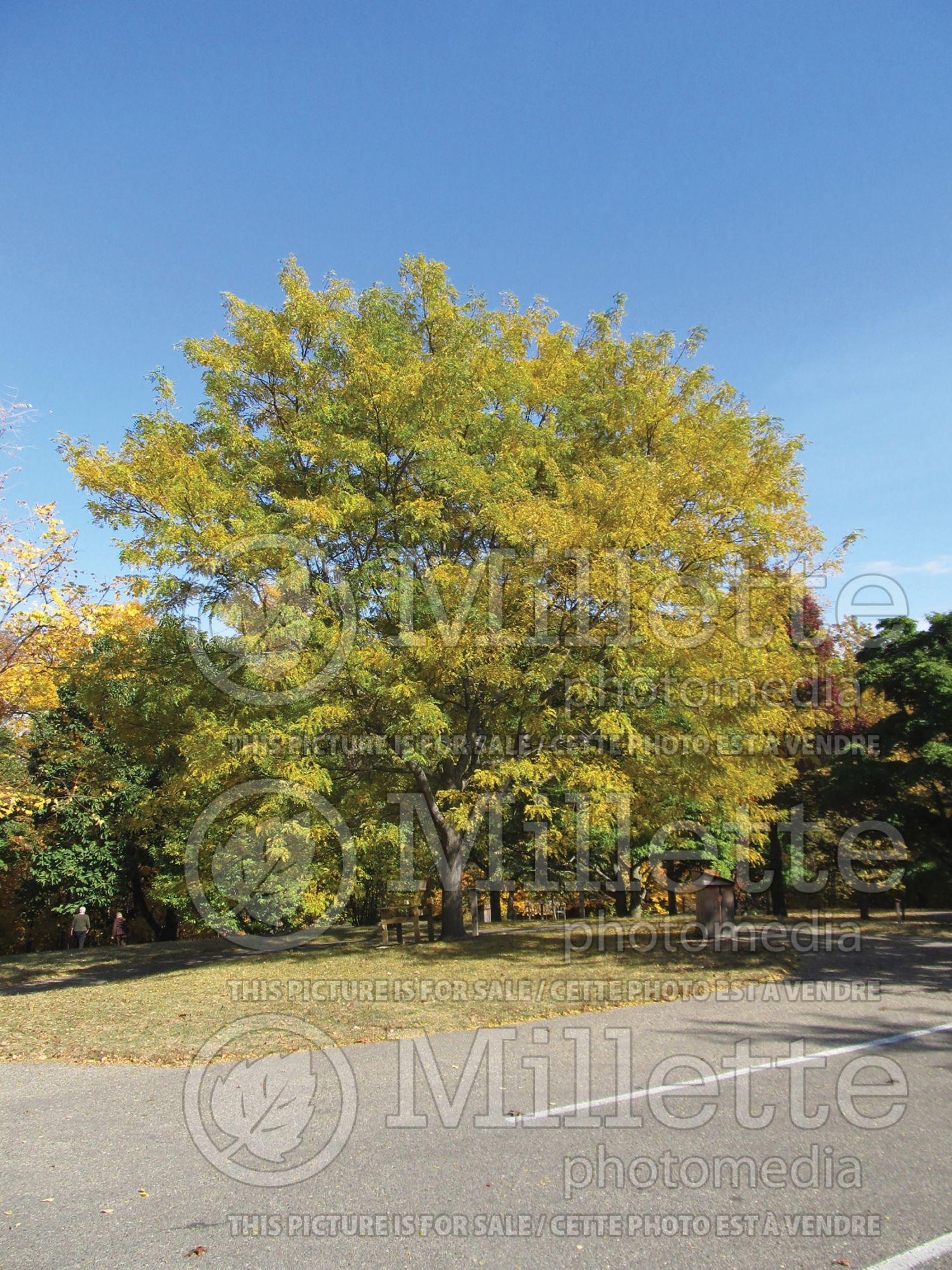 Gleditsia Imperial (Honey Locust) 2