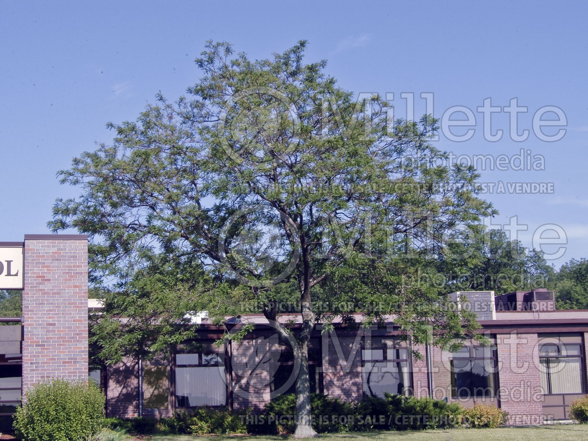 Gleditsia Spectrum aka Speczam (Honey Locust) 2