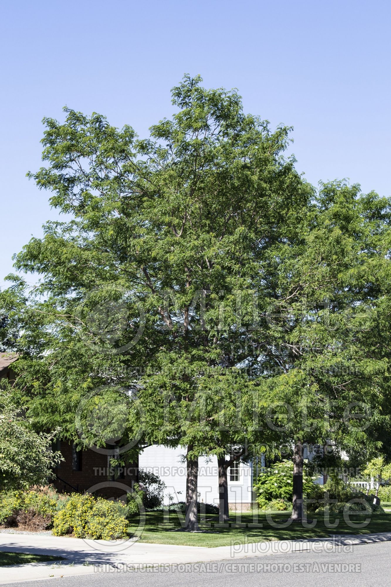 Gleditsia Skyline aka Skycole (Honey Locust) 3