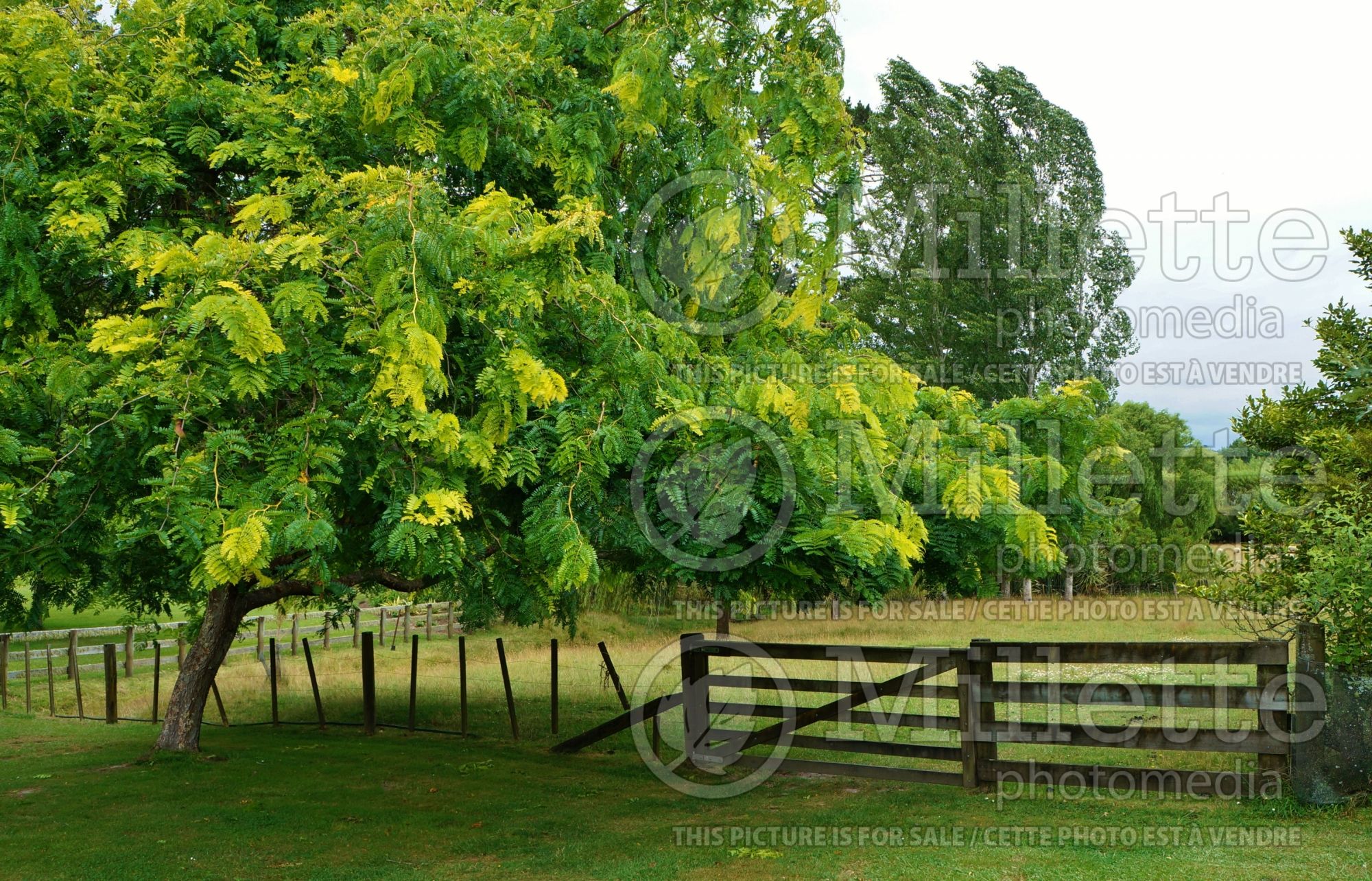 Gleditsia Sunburst (Honey Locust) 7