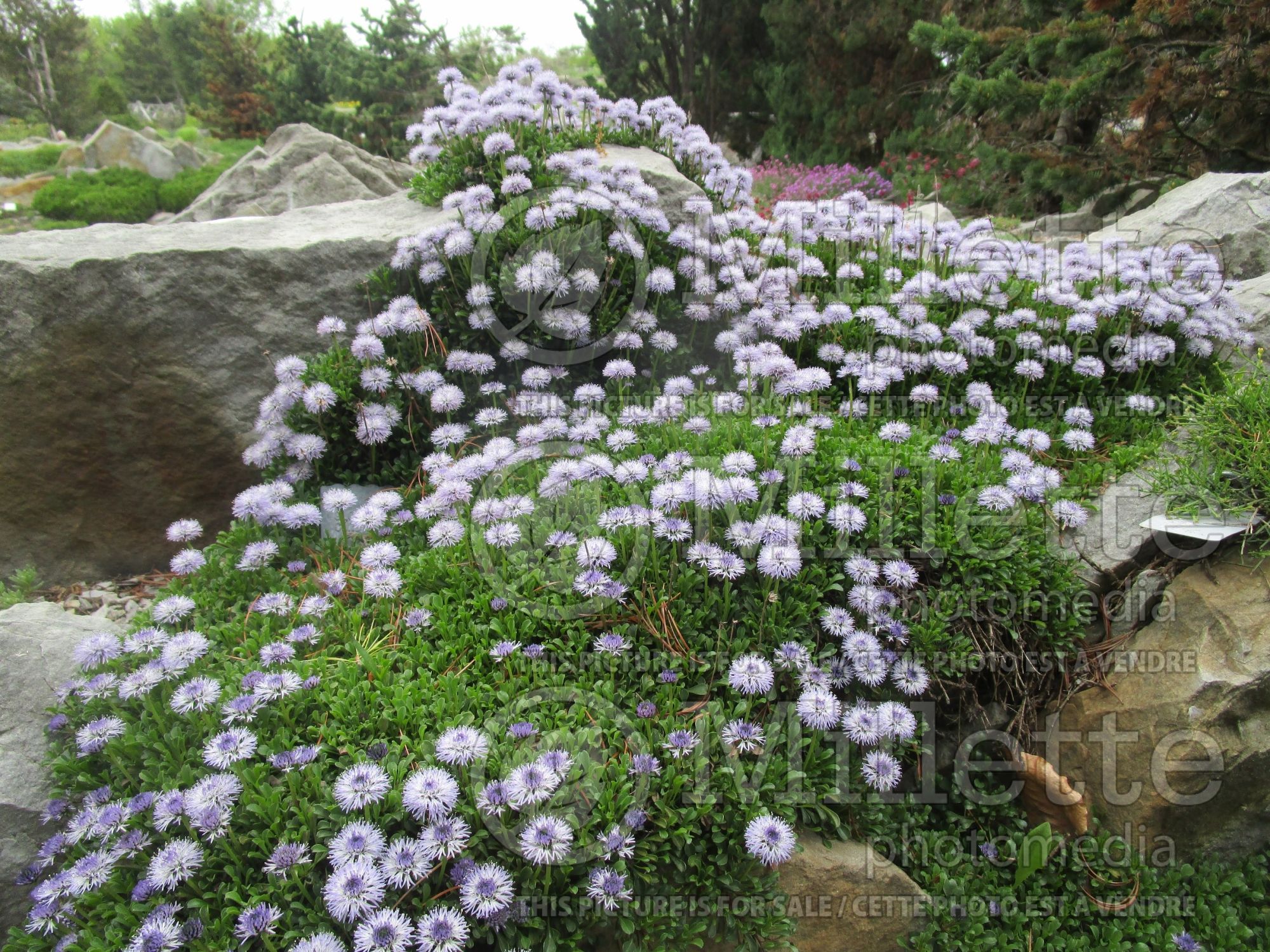 Globularia repens (matted globe daisy) 1
