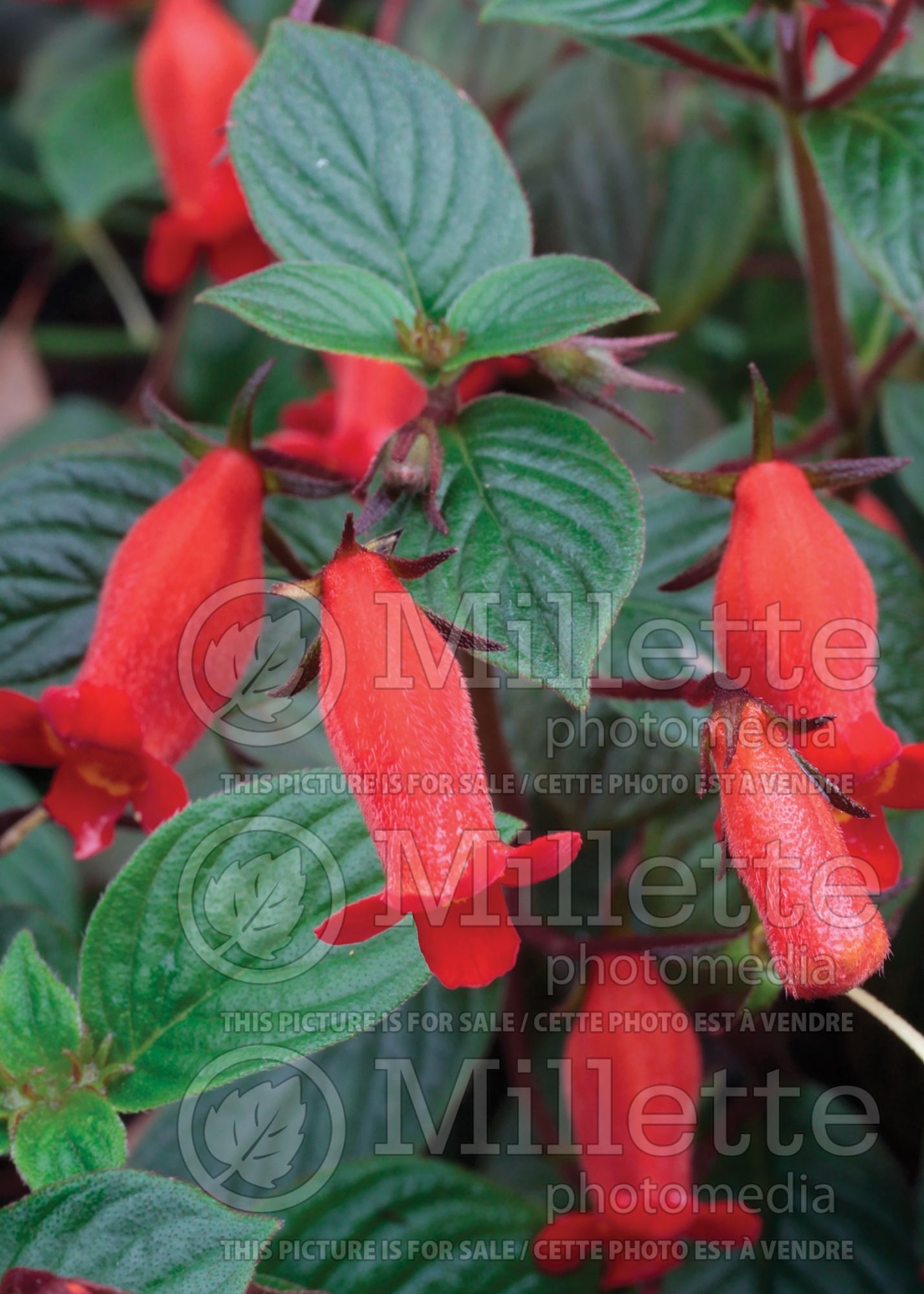 Gloxinia Evita (Gloxinia) 1