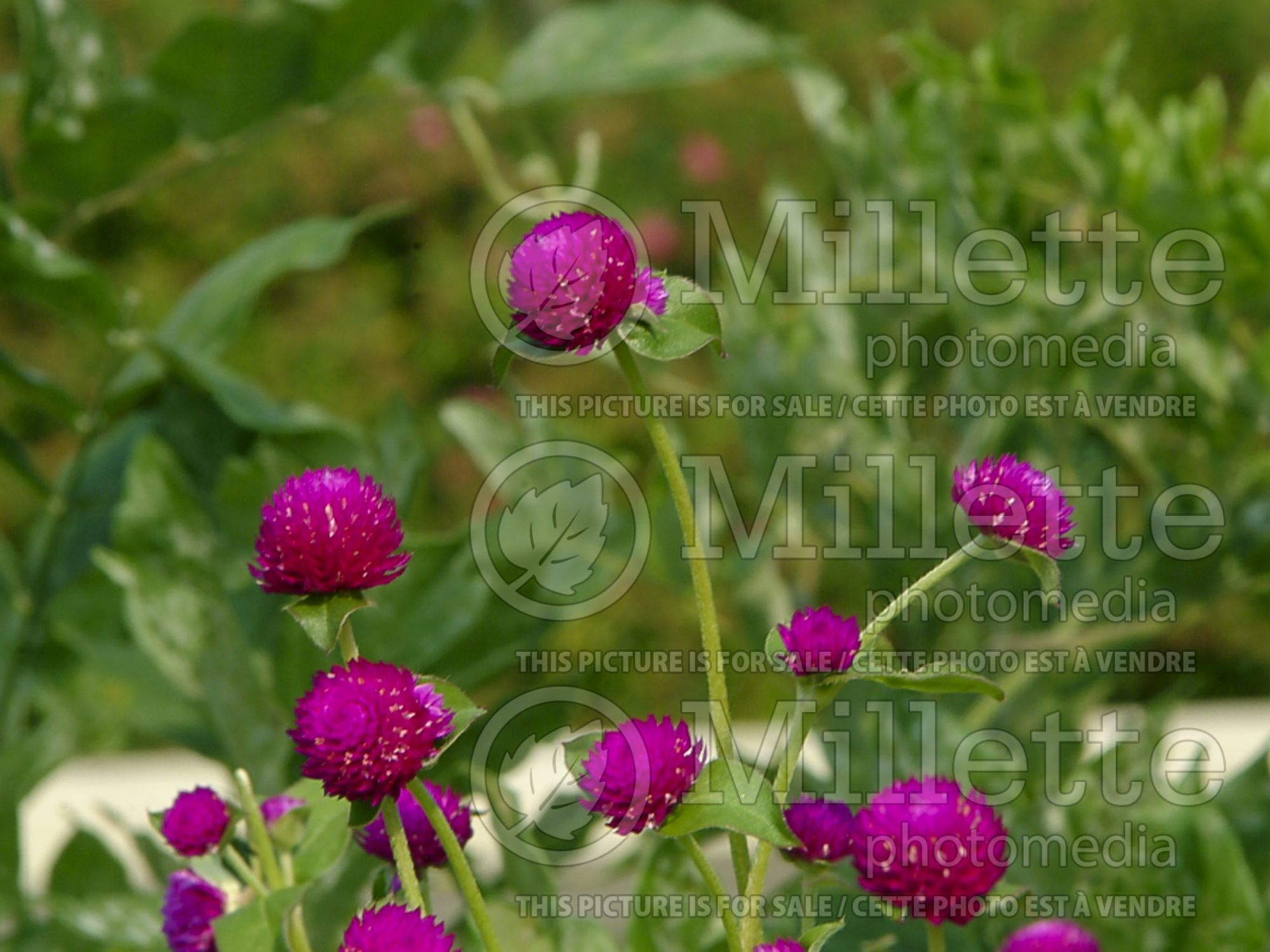 Gomphrena All Around Purple (Globe Amaranth) 2