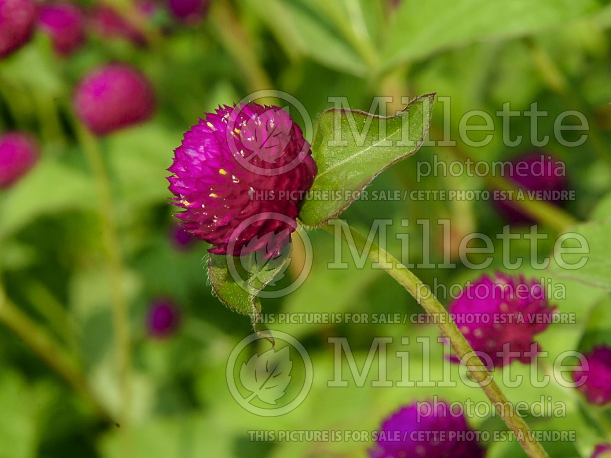Gomphrena All Around Purple (Globe Amaranth) 3