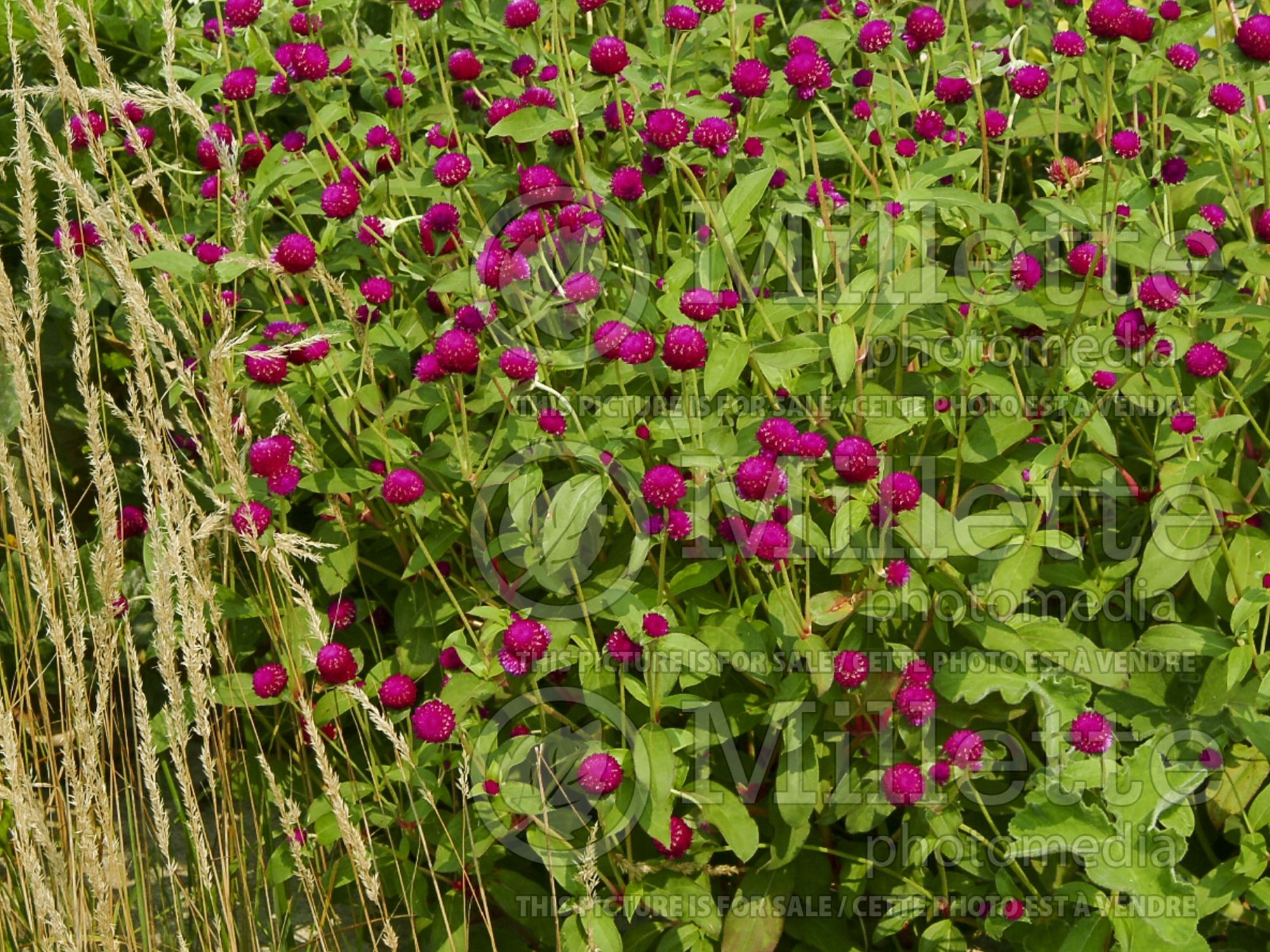 Gomphrena All Around Purple (Globe Amaranth) 1
