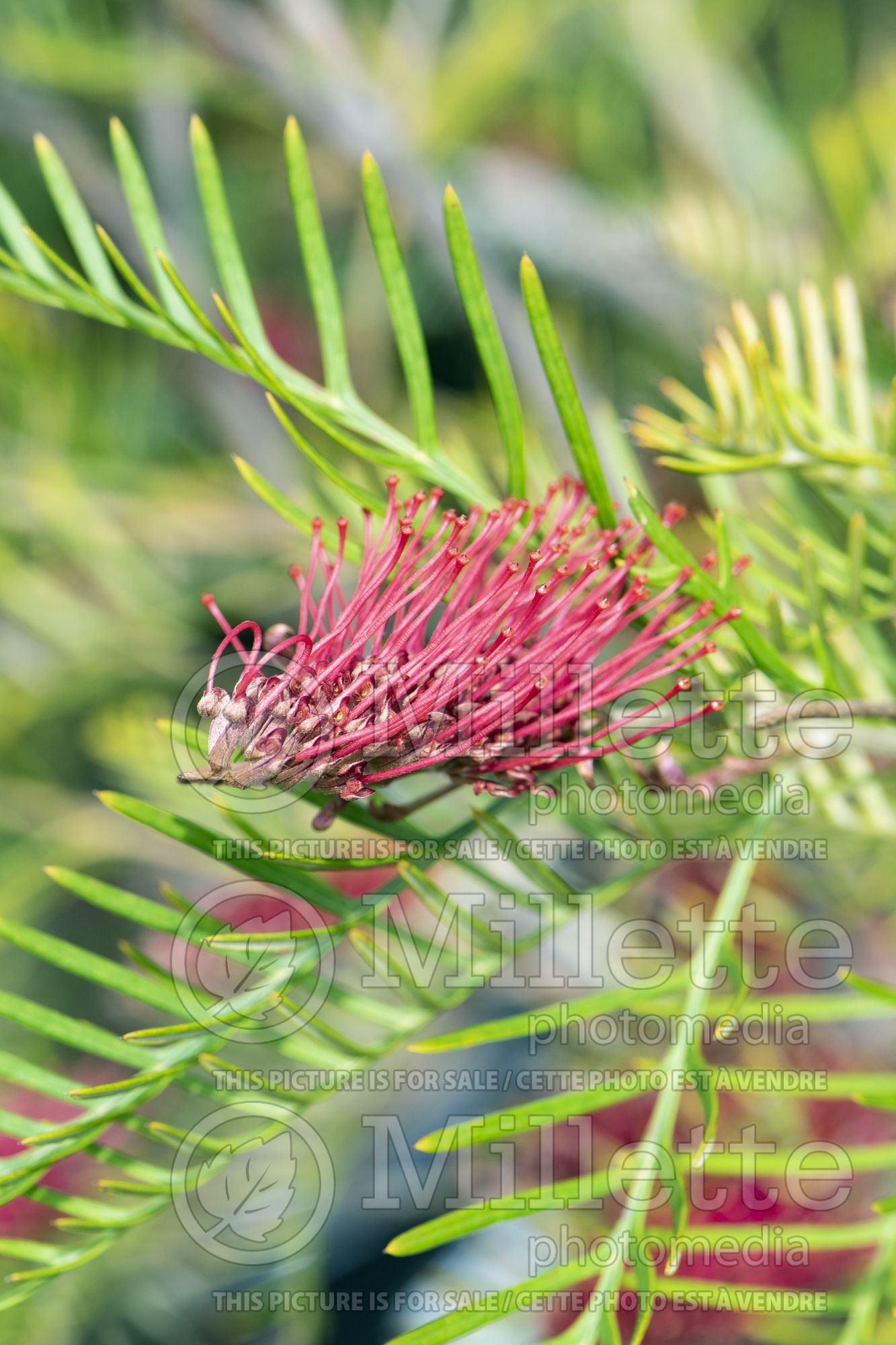 Grevillea Red Hooks (Grevillea) 2