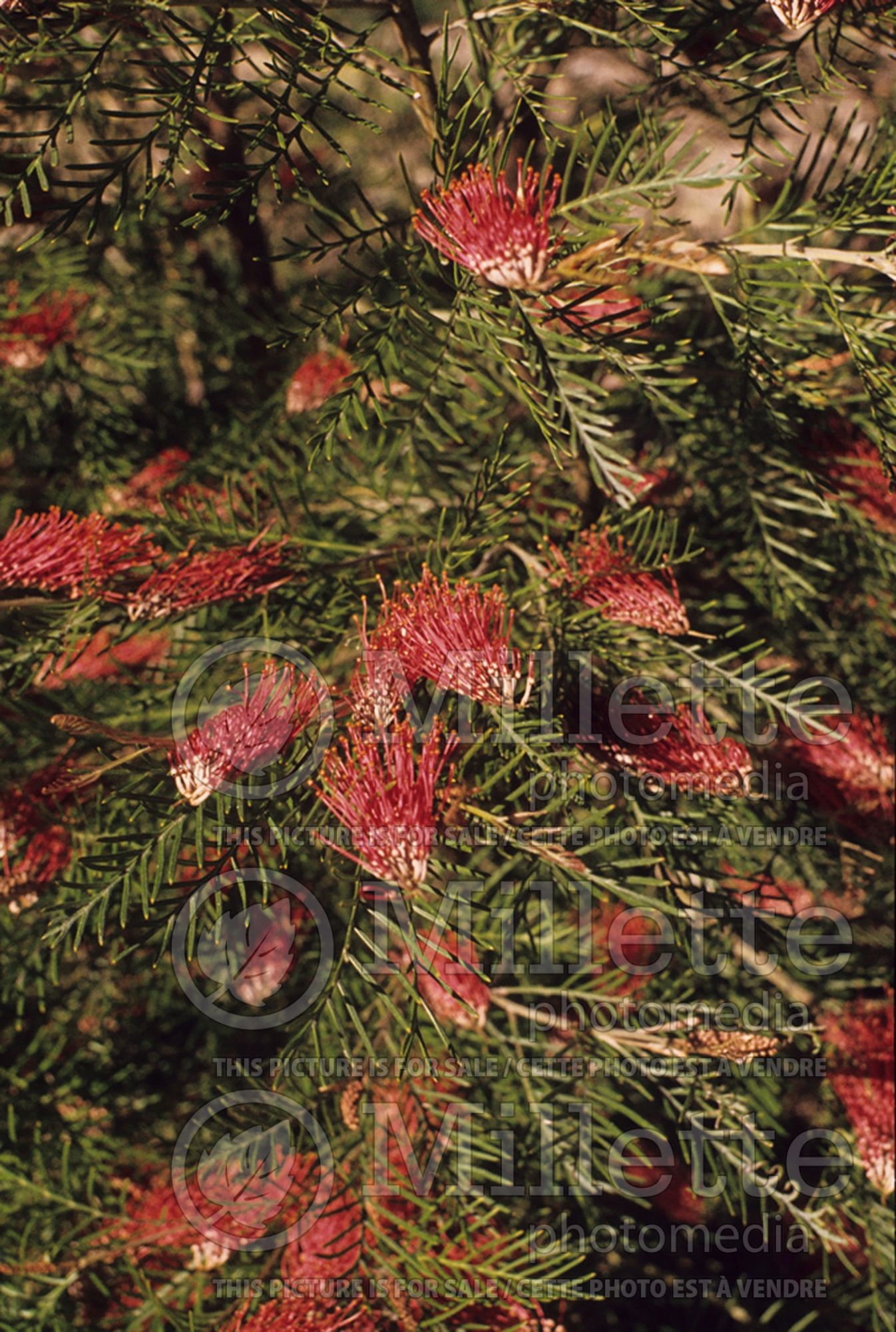 Grevillea Red Hooks (Grevillea) 1