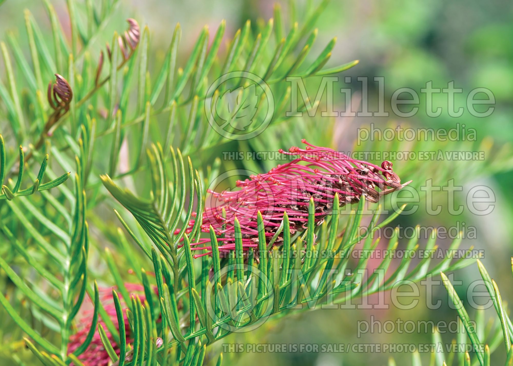 Grevillea Red Hooks (Grevillea) 3