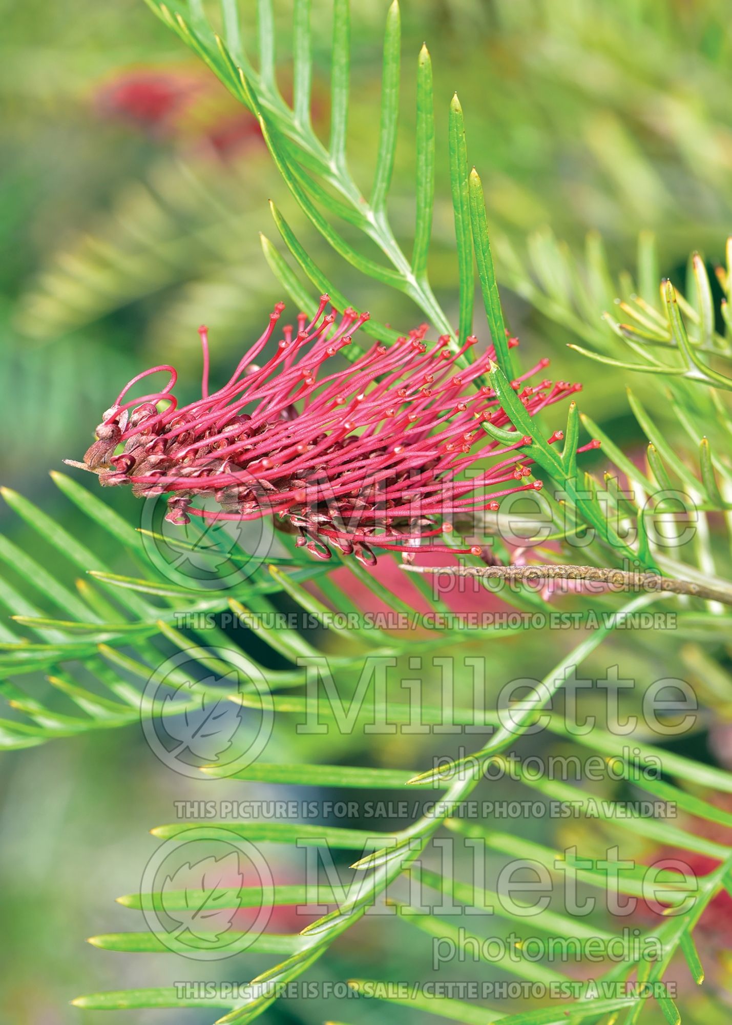 Grevillea Red Hooks (Grevillea) 4