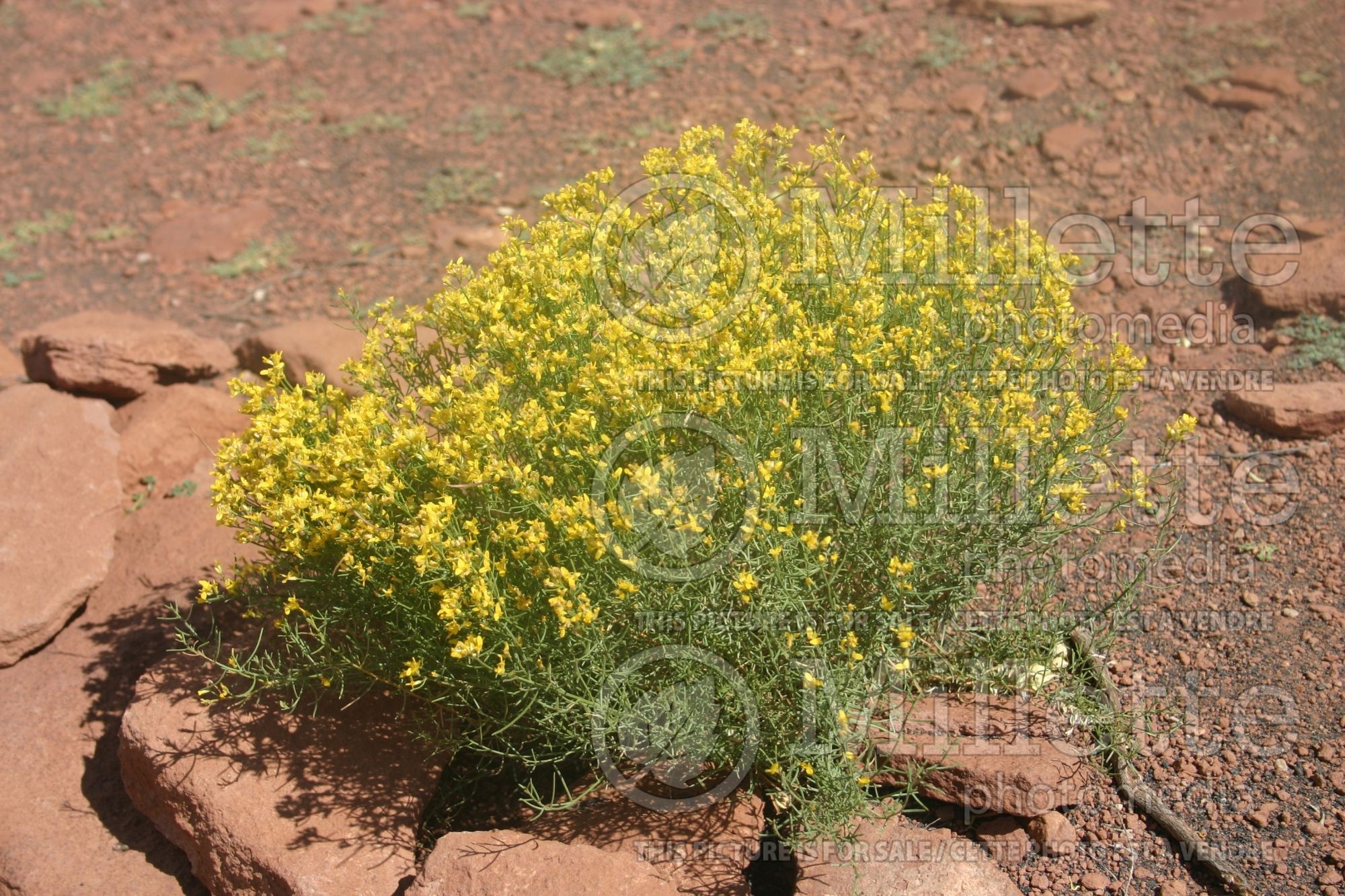 Gutierrezia sarothrae (broom snakeweed) 1