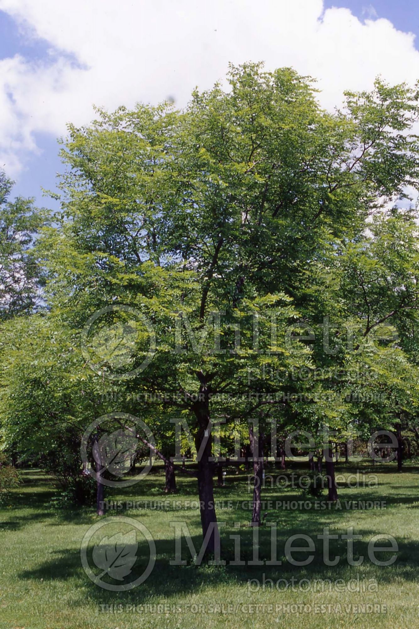 Gymnocladus dioicus (Kentucky Coffeetree) 4