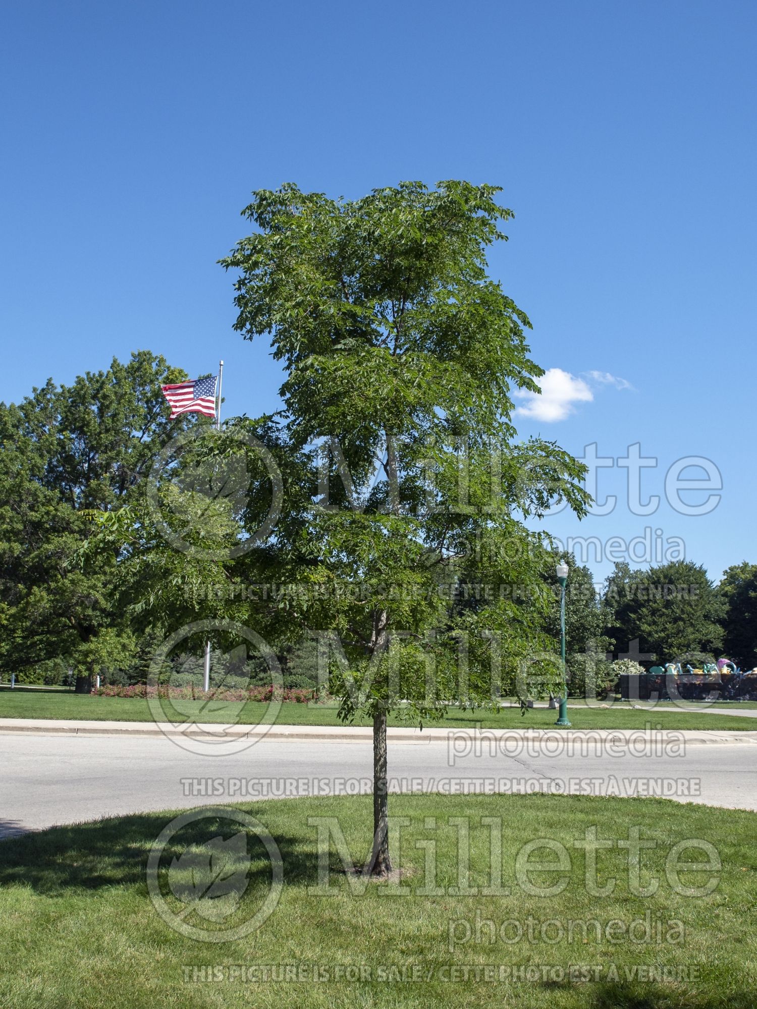 Gymnocladus Espresso (Kentucky coffeetree) 1