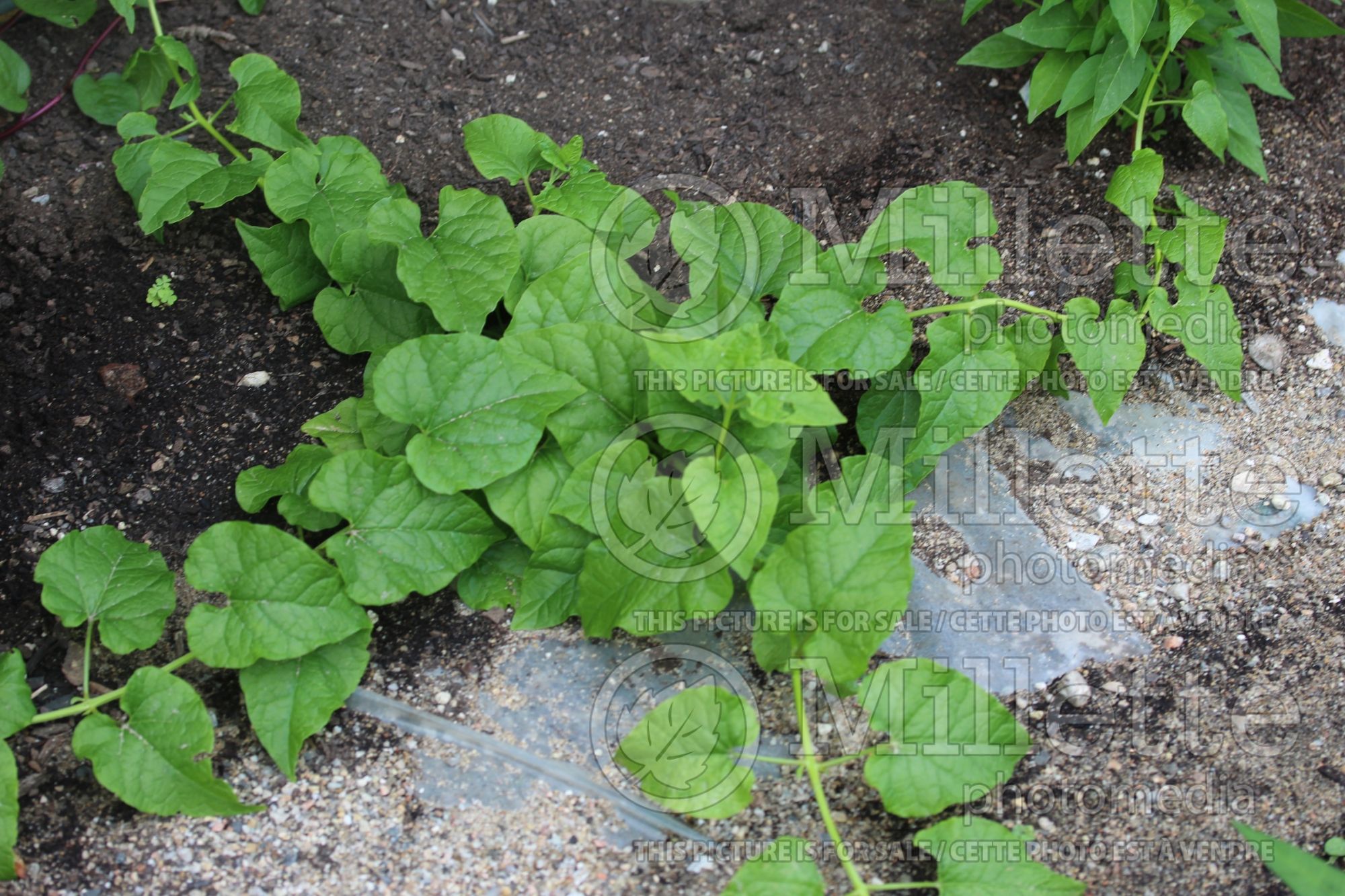 Hablitzia tamnoides (Caucasian Spinach) 1