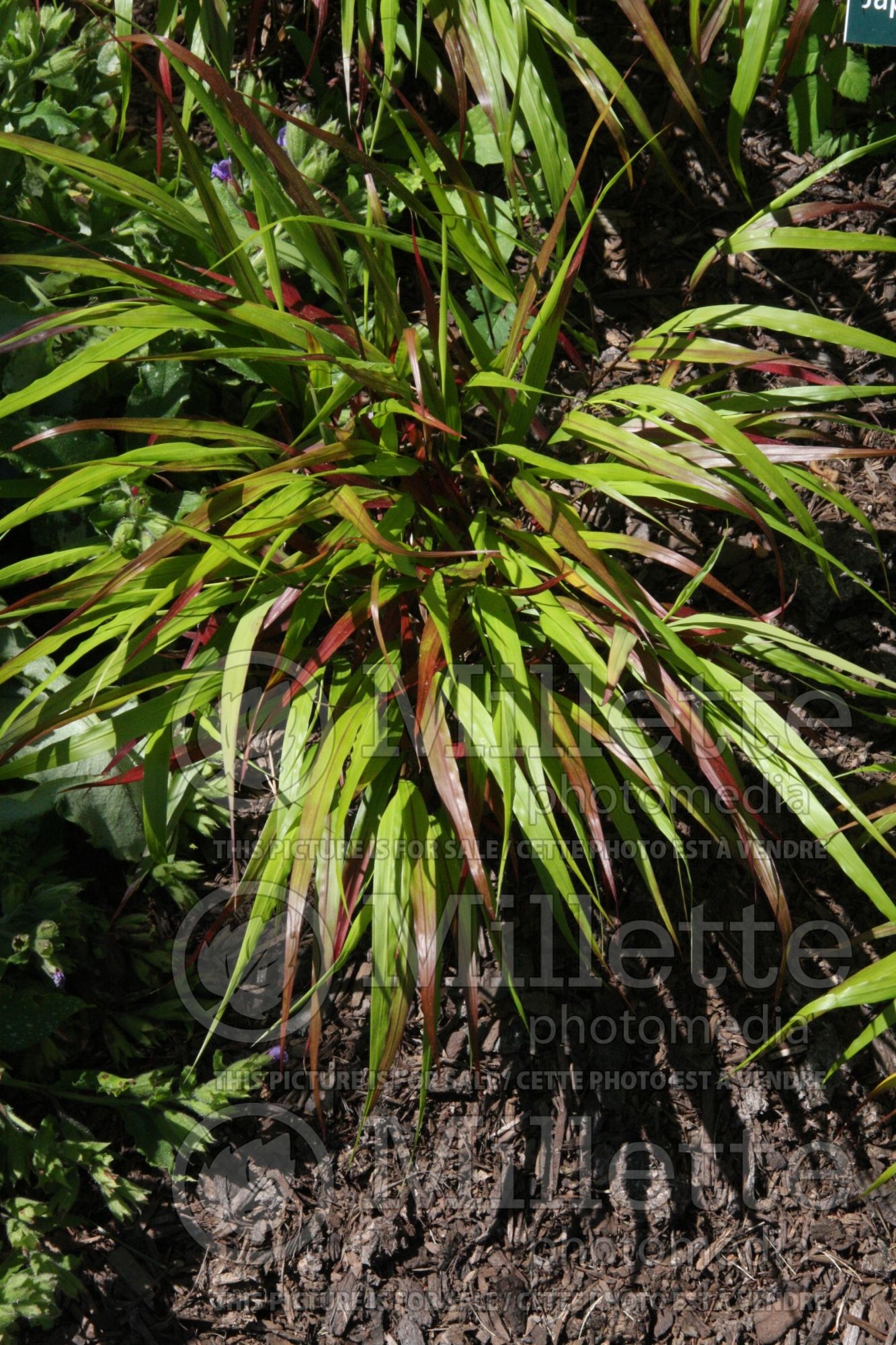 Hakonechloa Beni-kaze (Japanese Forest Grass) 5
