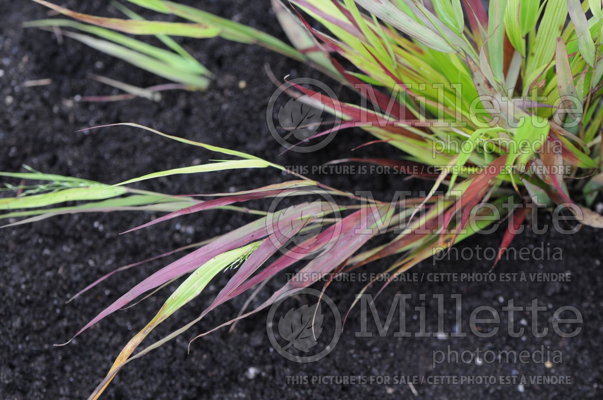 Hakonechloa Beni-kaze (Japanese Forest Grass) 7