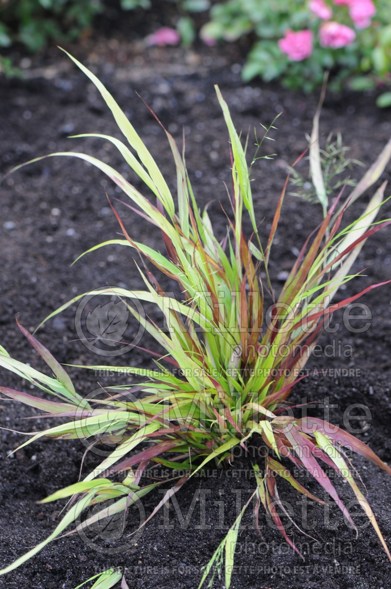 Hakonechloa Beni-kaze (Japanese Forest Grass) 3