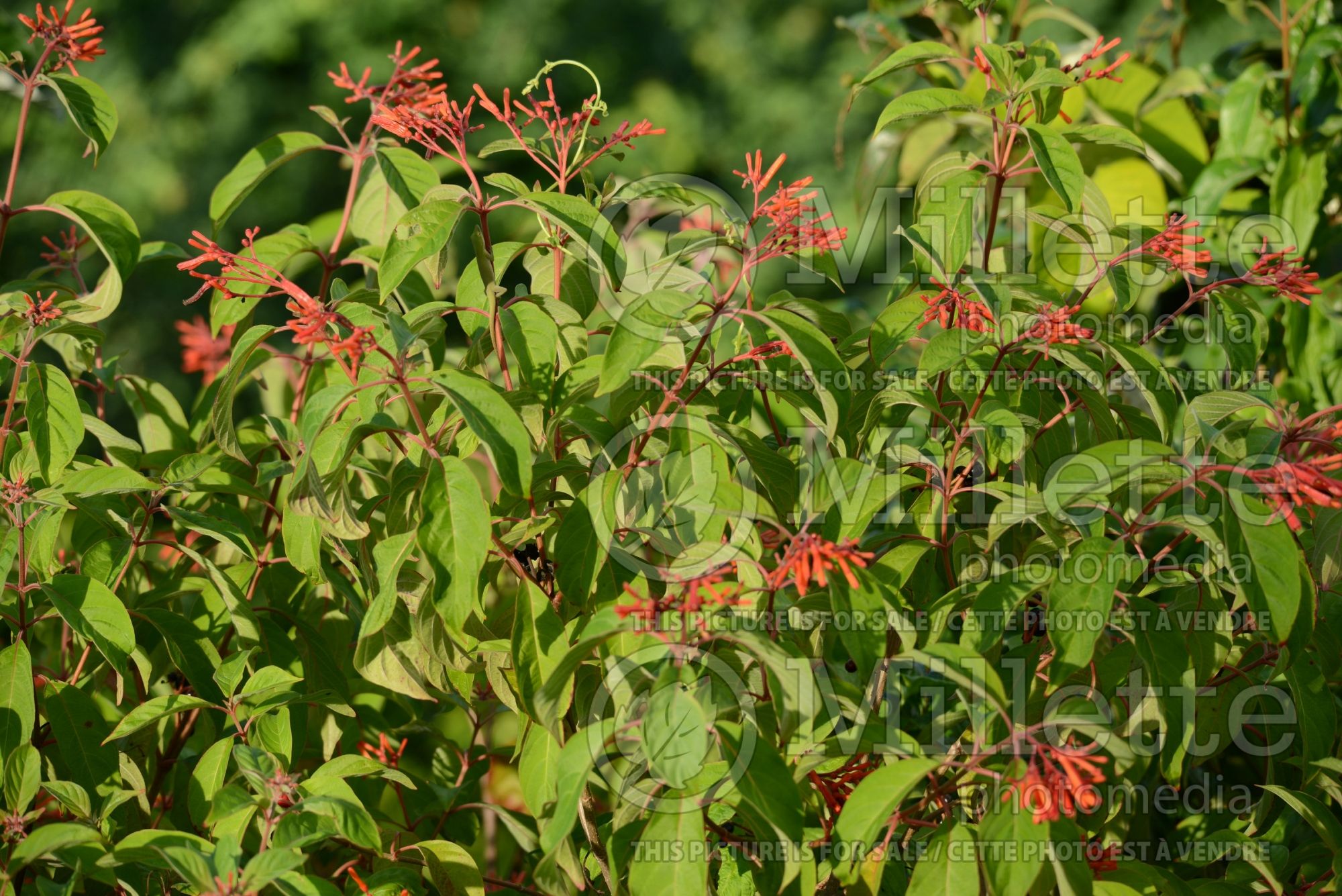 Hamelia Firefly (Firebush) 1