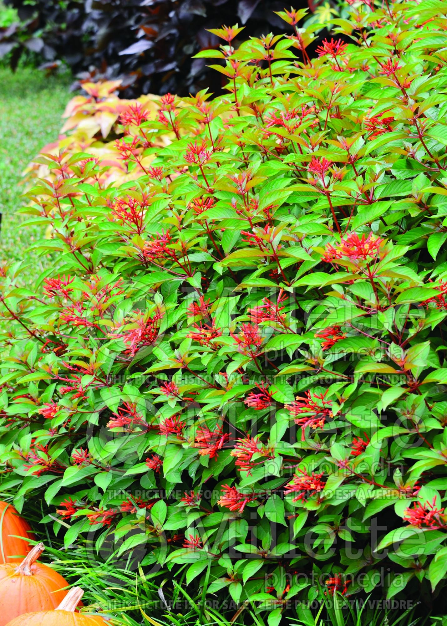 Hamelia Firefly (Firebush) 3