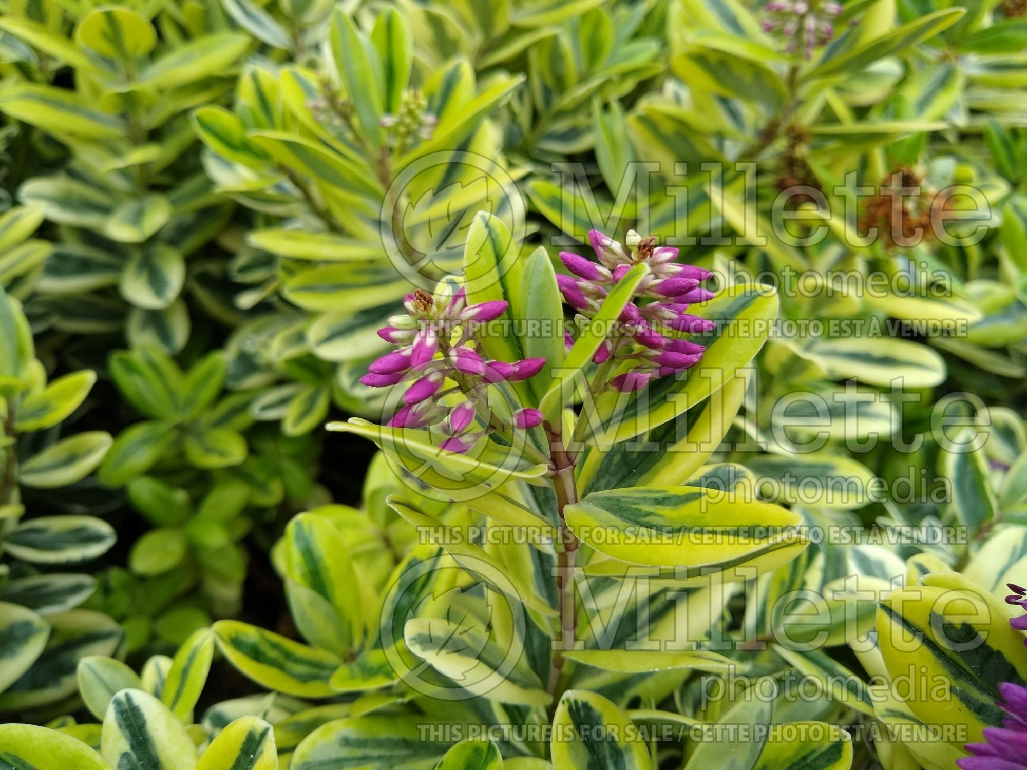 Hebe Variegata (Shrubby Veronica) 2