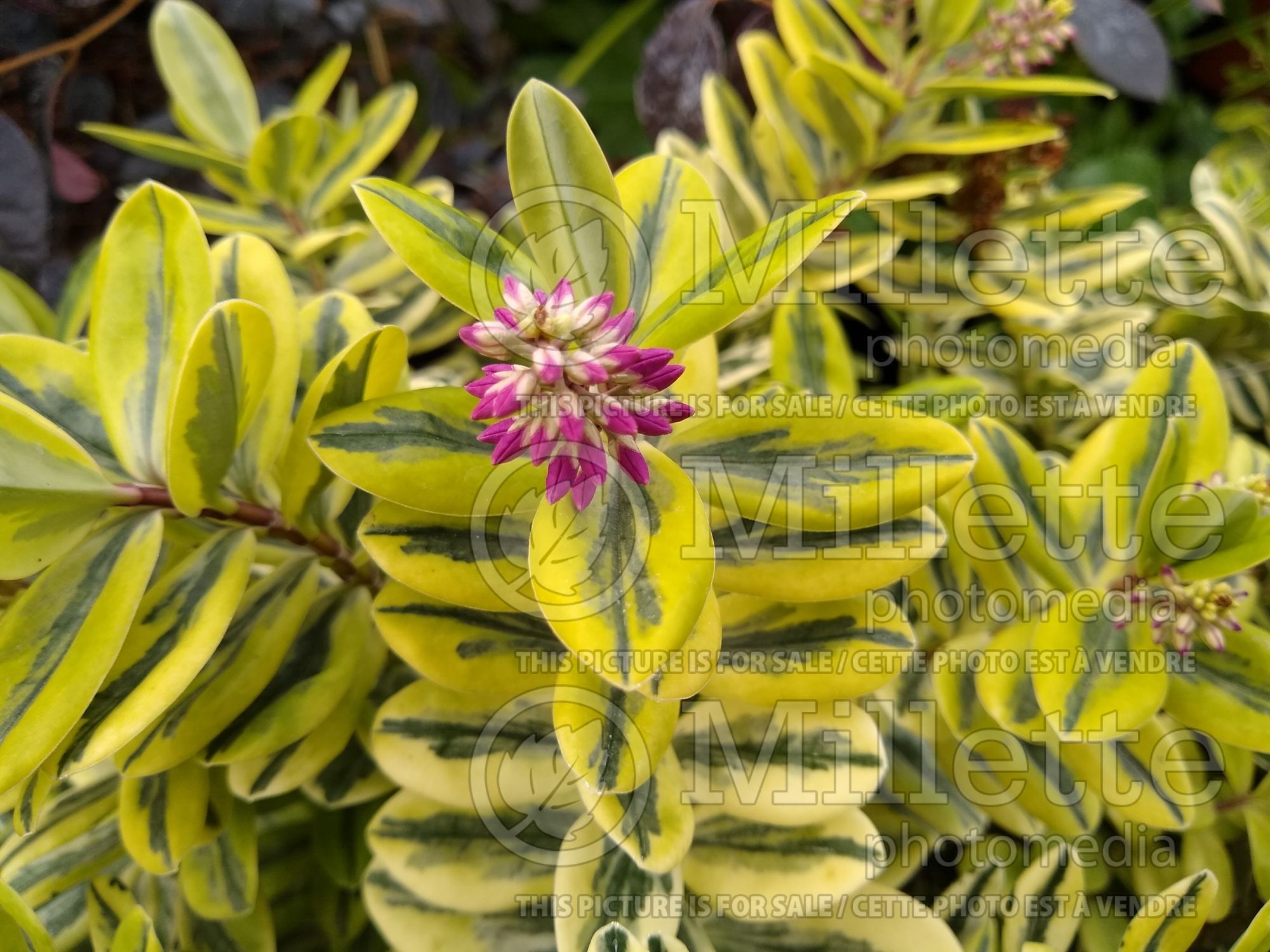 Hebe Variegata (Shrubby Veronica) 3