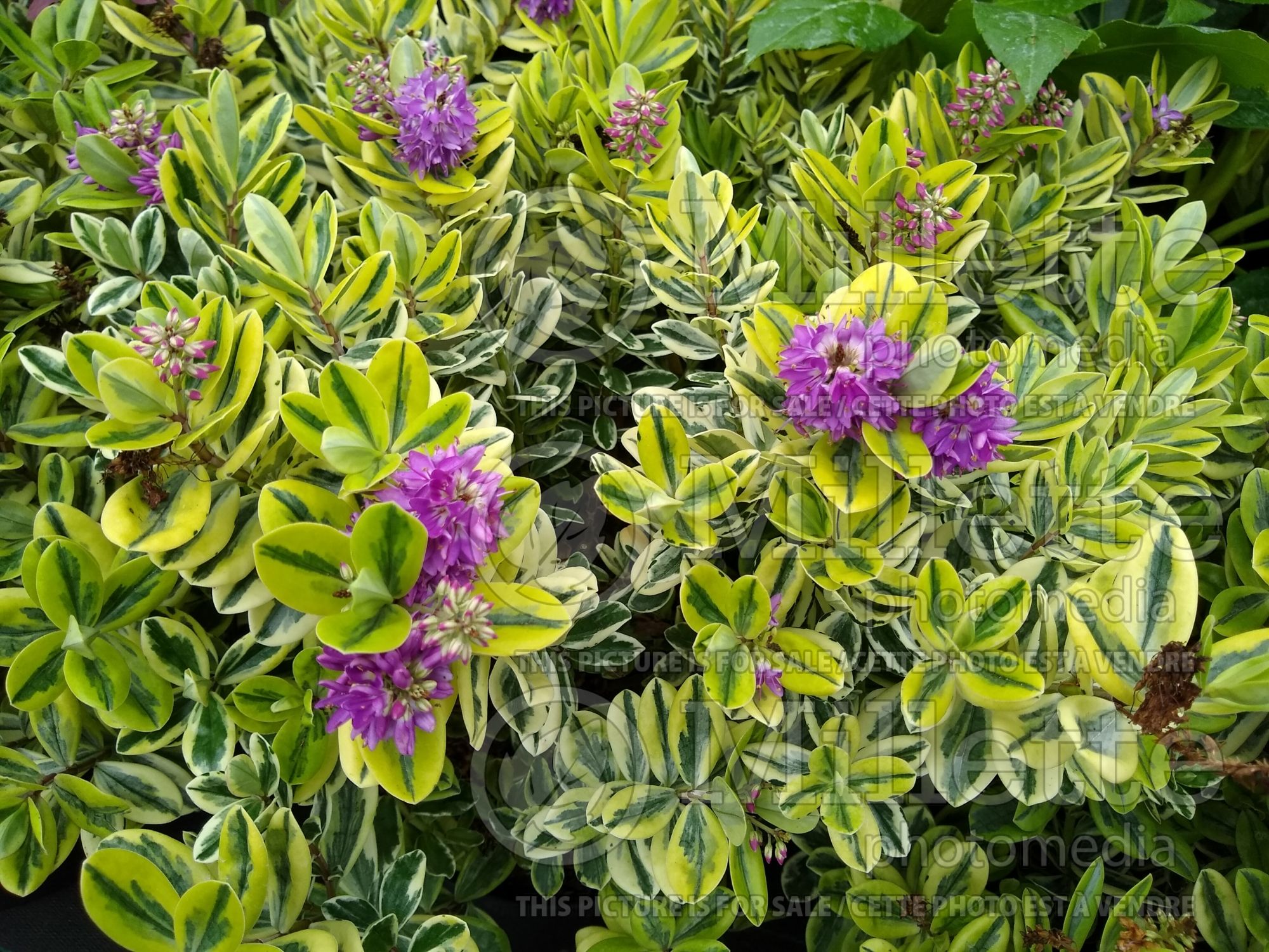 Hebe Variegata (Shrubby Veronica) 4