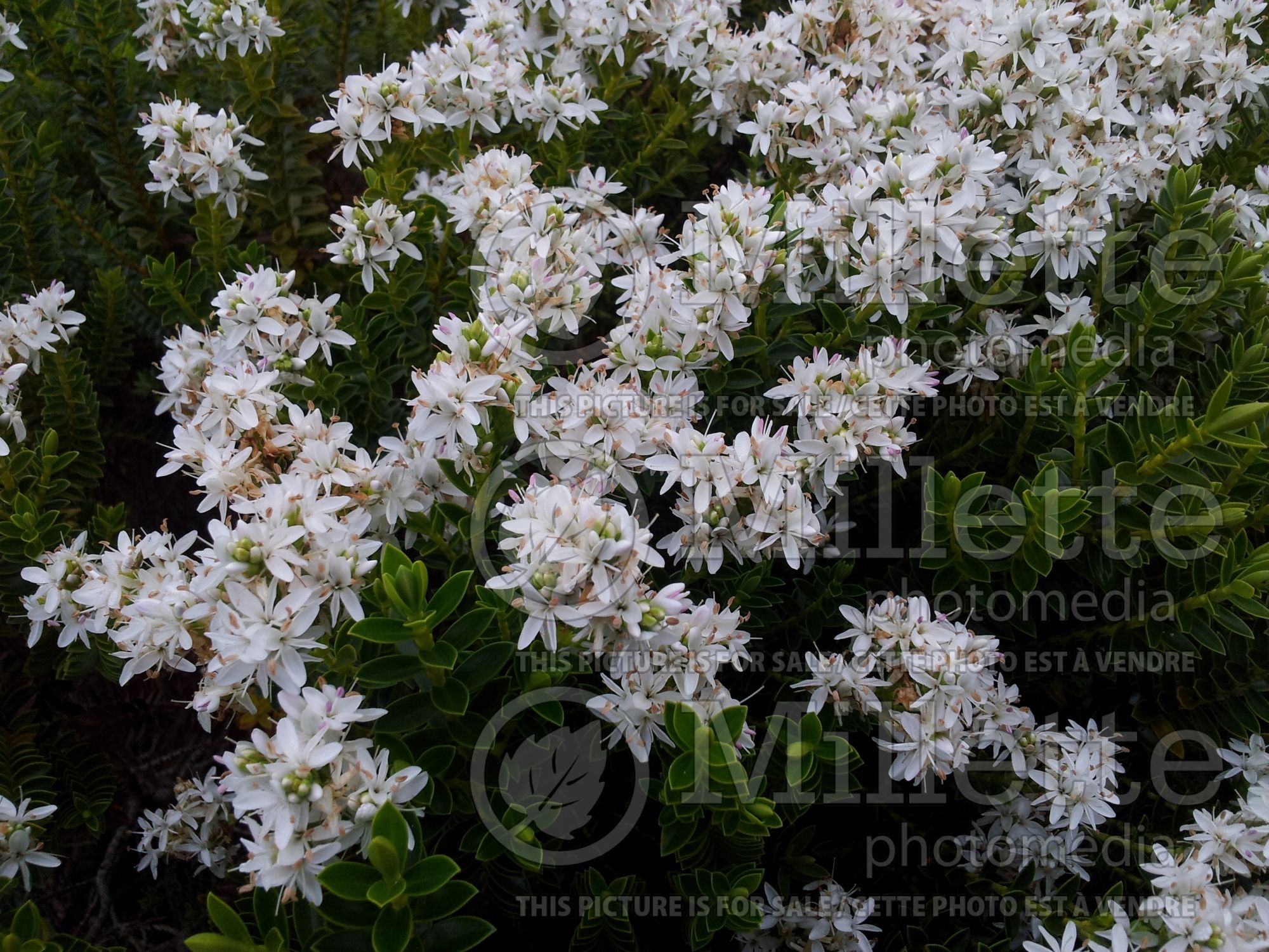 Hebe Wintergreen (Shrubby Veronica) 1
