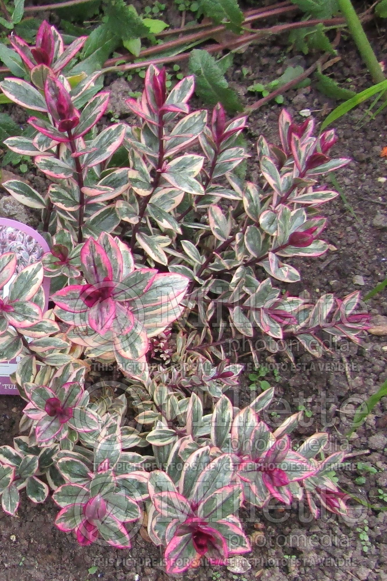Hebe Rhubarb and Custard (Shrubby Veronica) 1