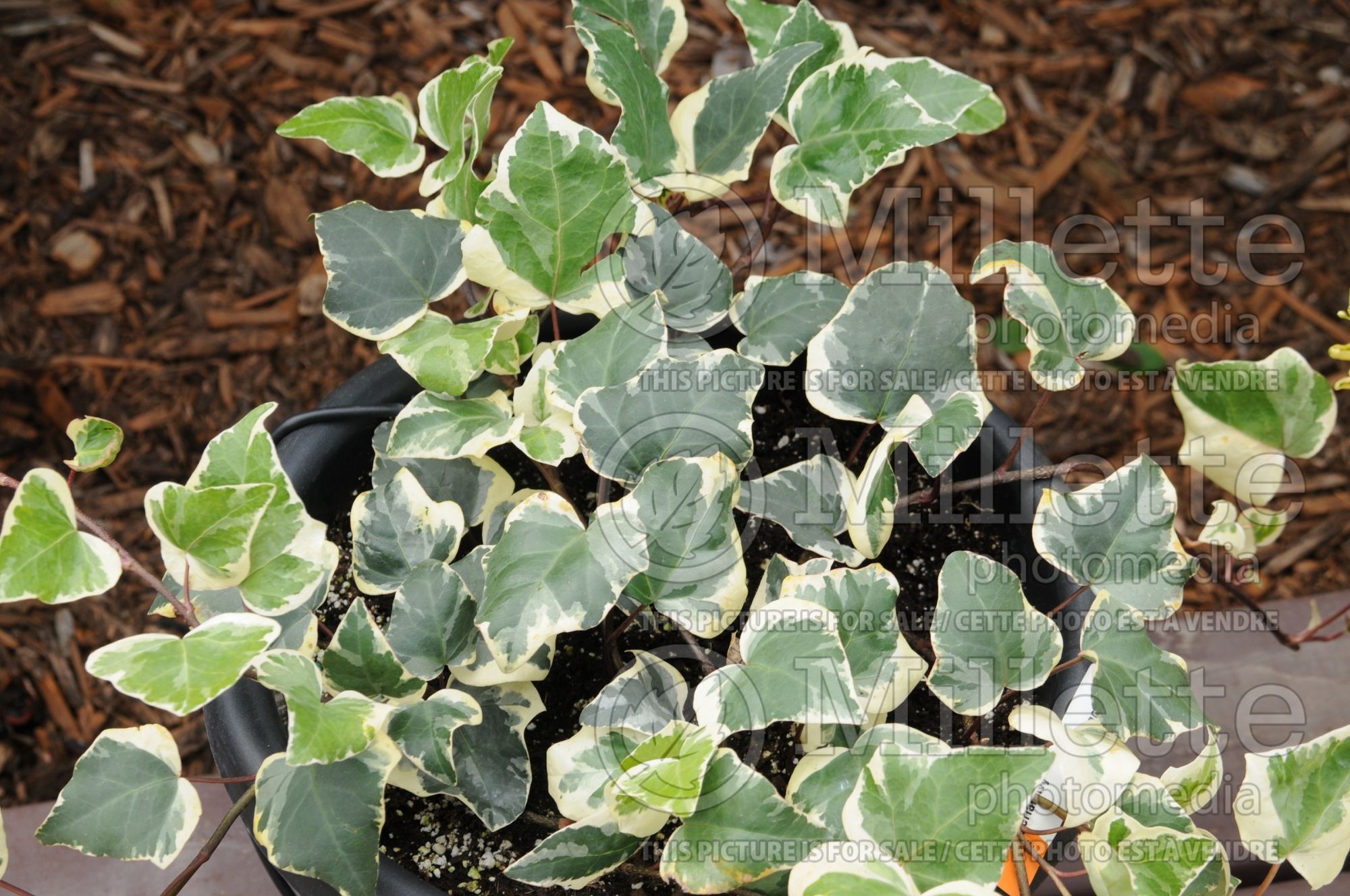 Hedera Gloire de Marengo (Algerian Ivy) 1