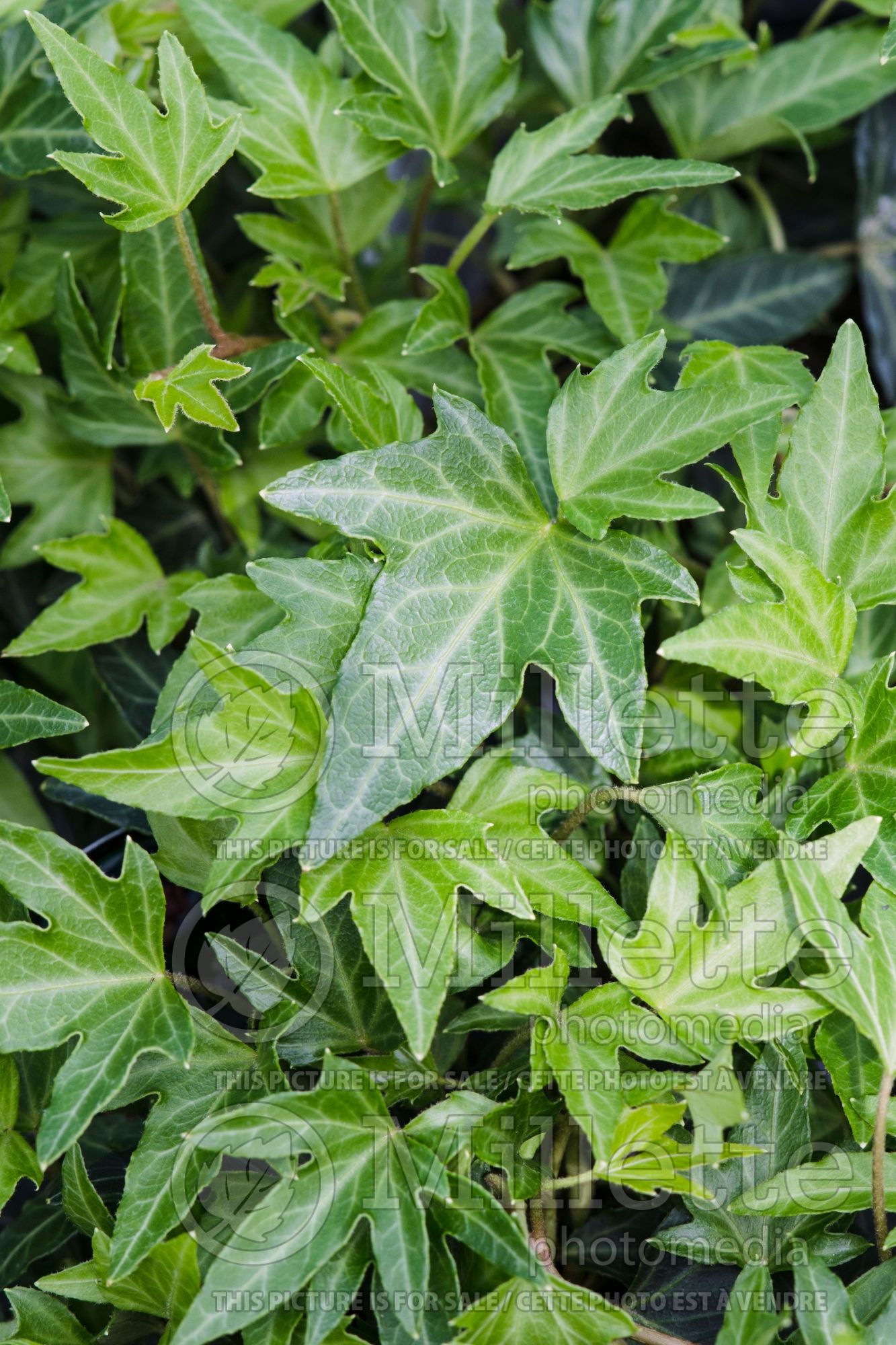 Hedera Needlepoint (English Ivy) 1