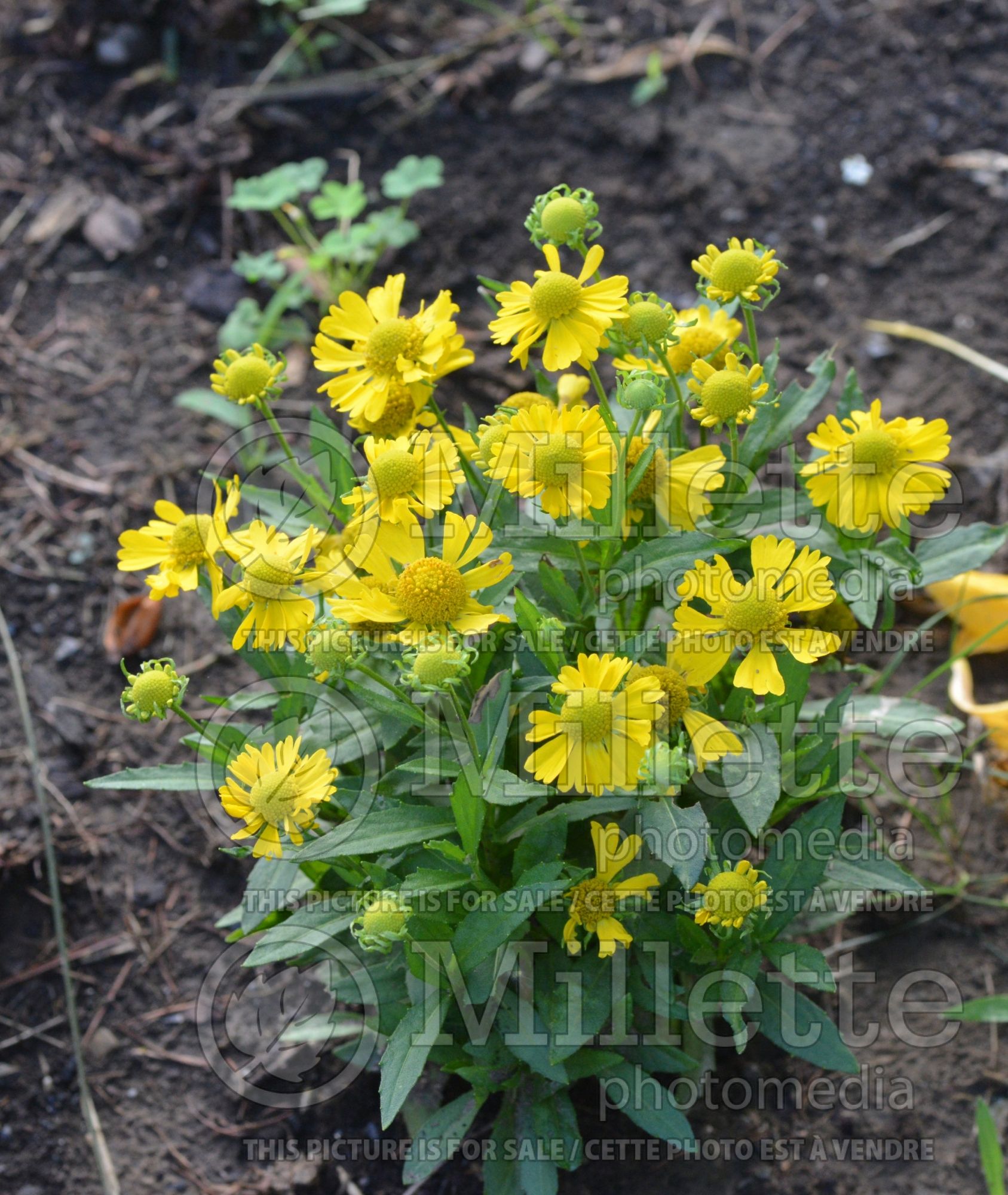 Helenium Sombrero (Sneezeweed Dog-tooth Daisy) 1