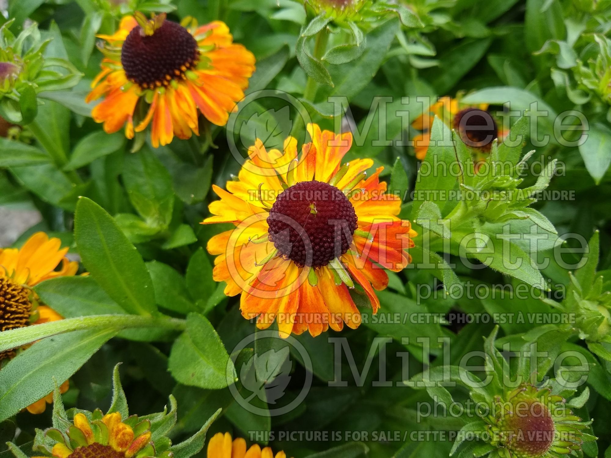 Helenium Short 'n' Sassy (Sneezeweed Dog-tooth Daisy) 2