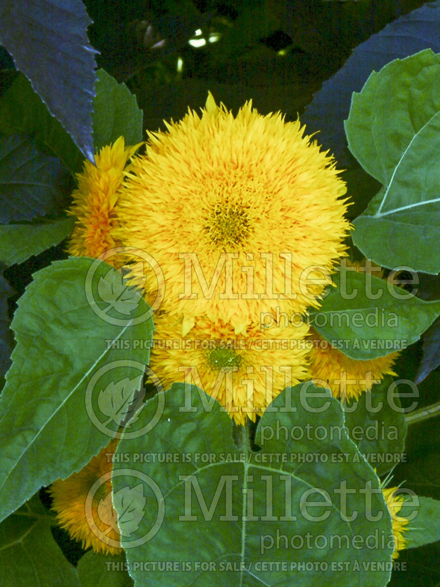 Helianthus Teddy Bear (Sunflower) 4