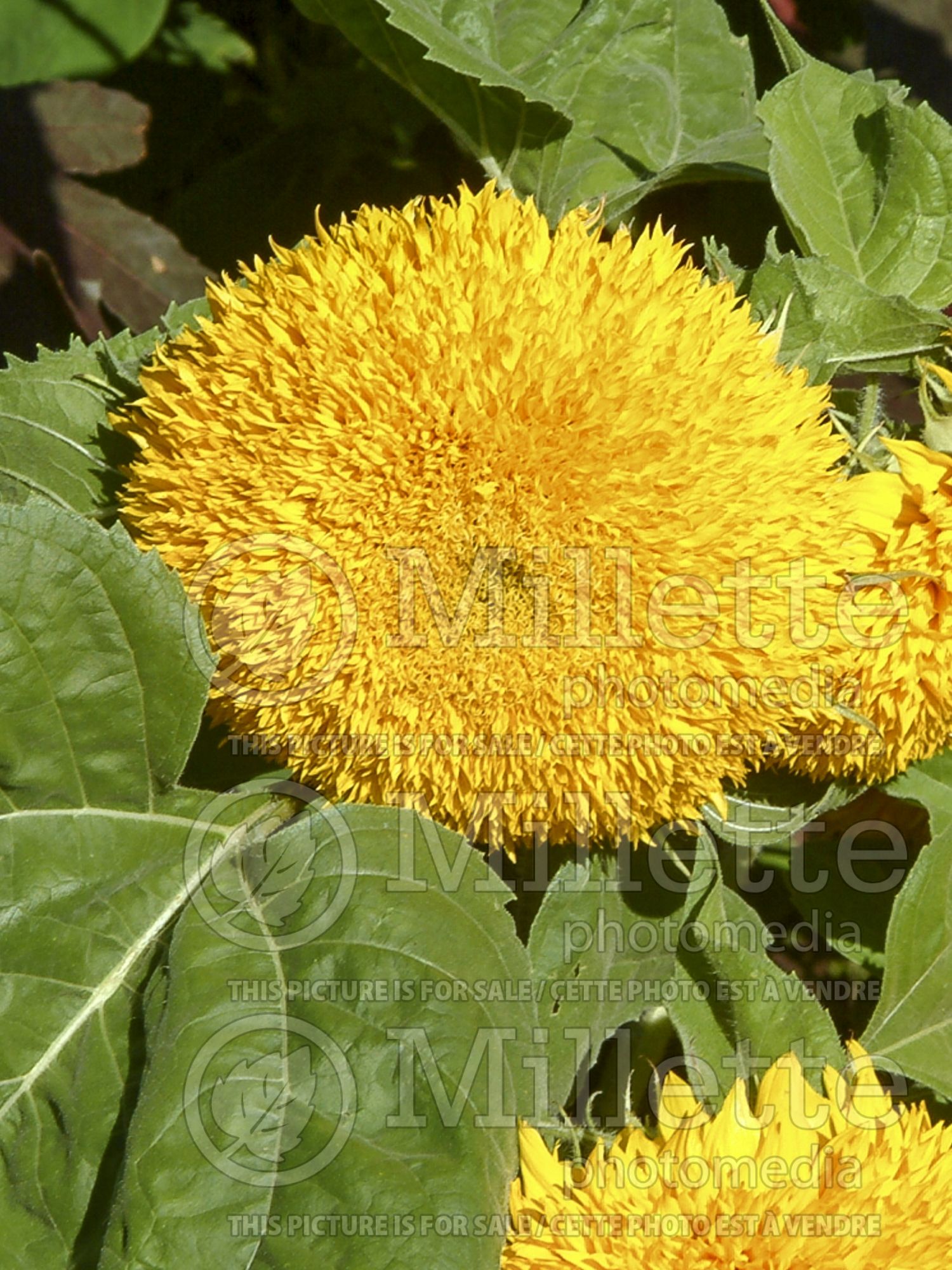 Helianthus Teddy Bear (Sunflower) 5
