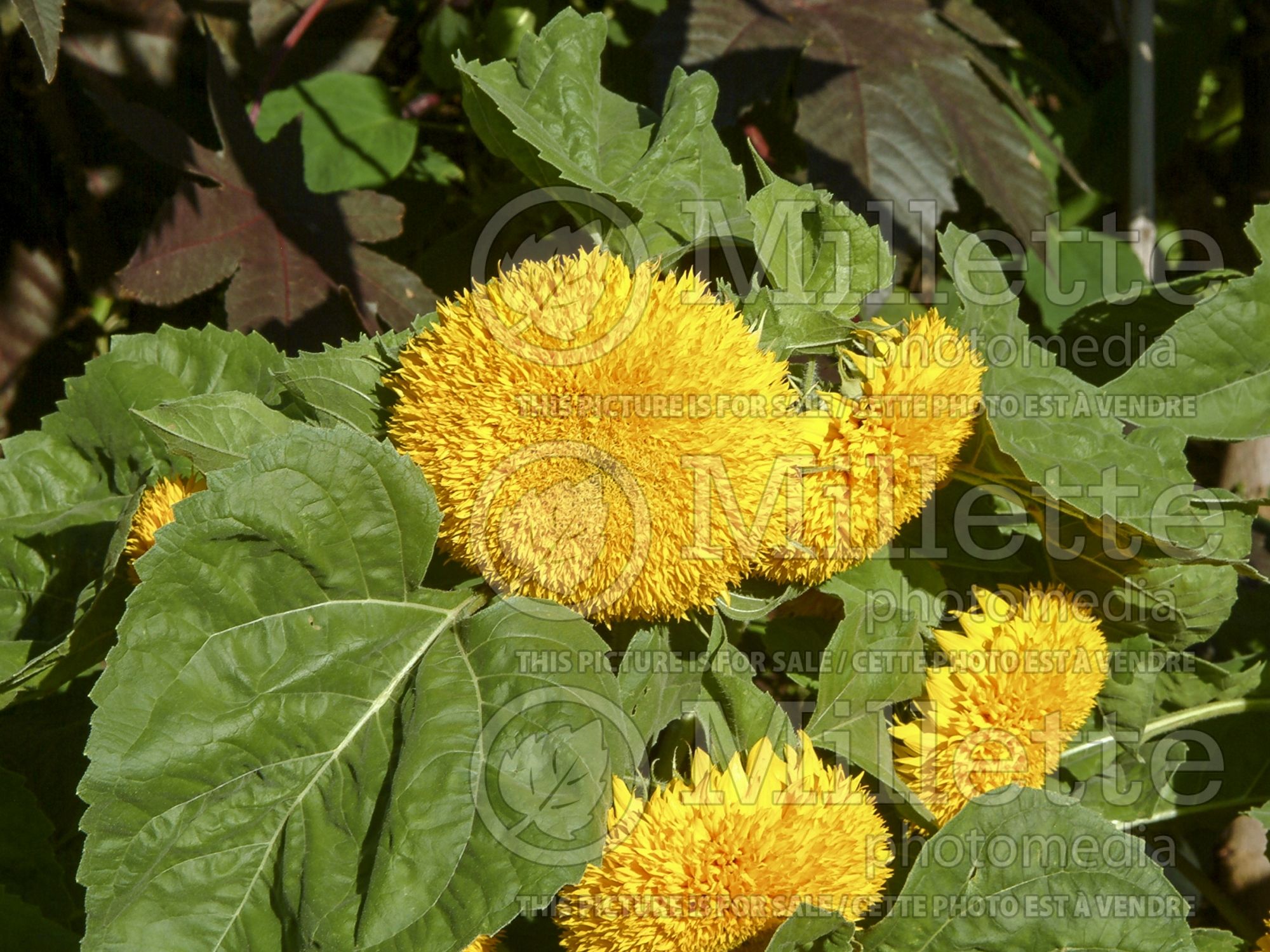 Helianthus Teddy Bear (Sunflower) 3
