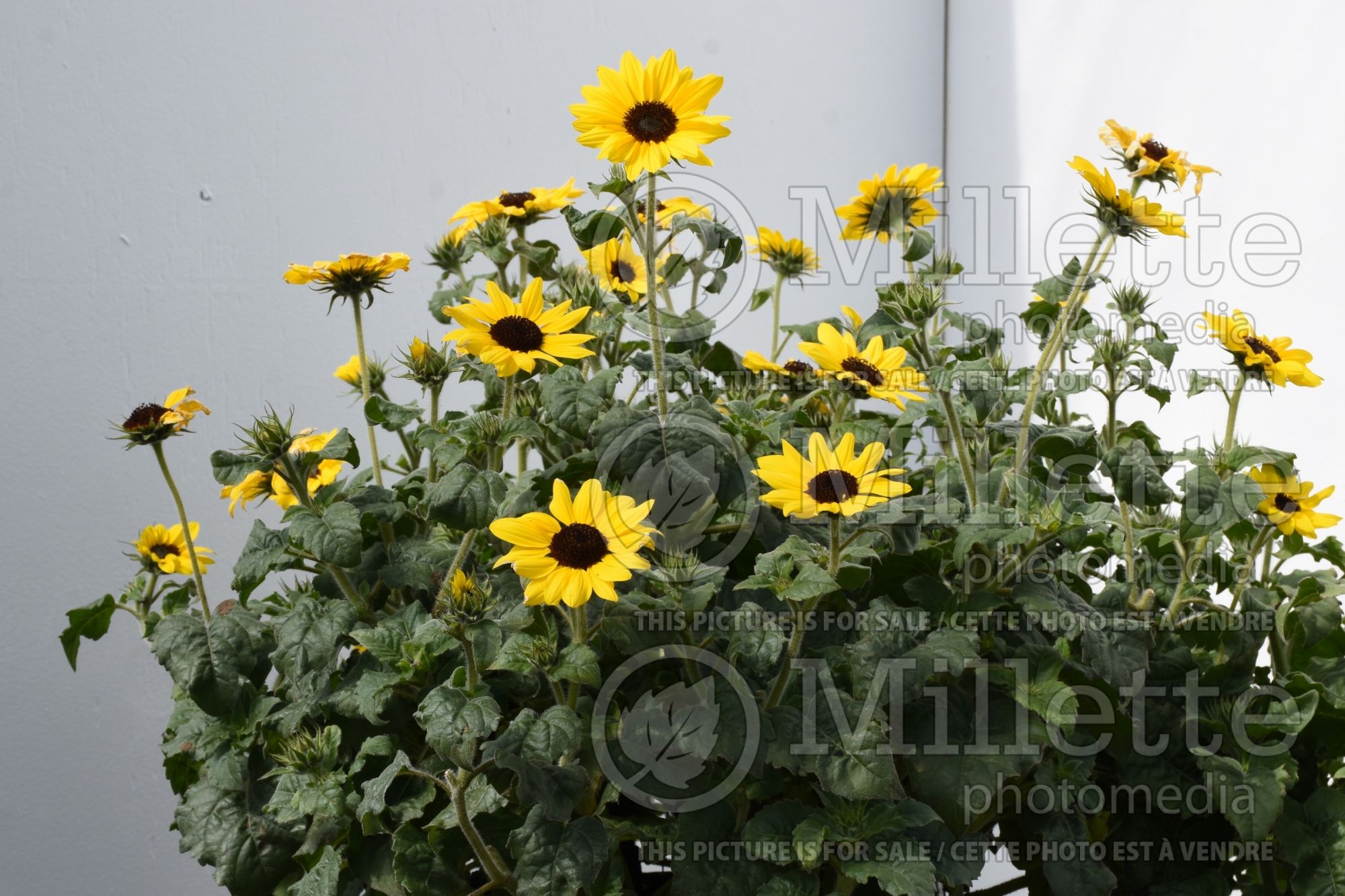 Helianthus Suncredible Yellow (Sunflower) 1