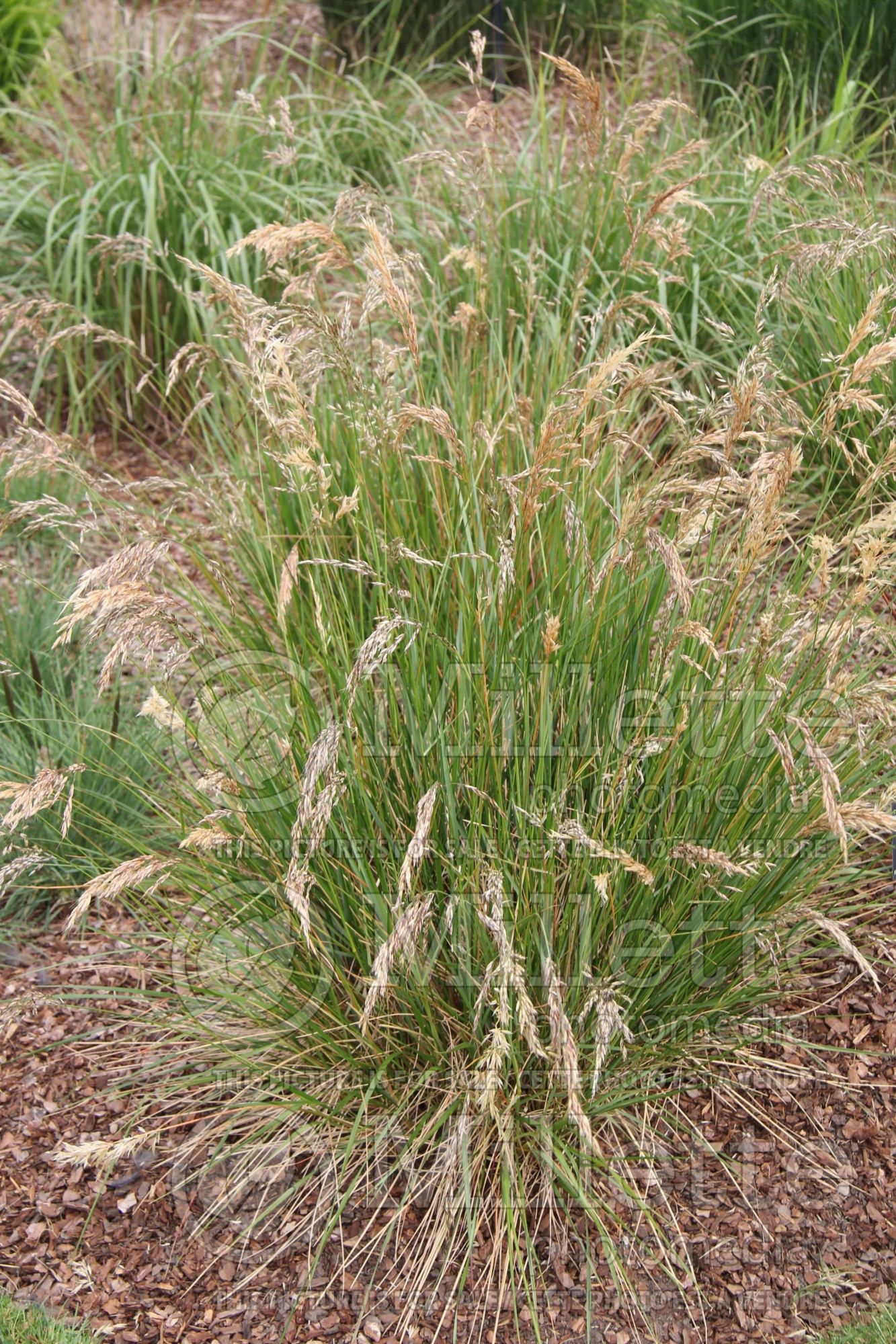 Helictotrichon decorum (alpine oatgrass 1