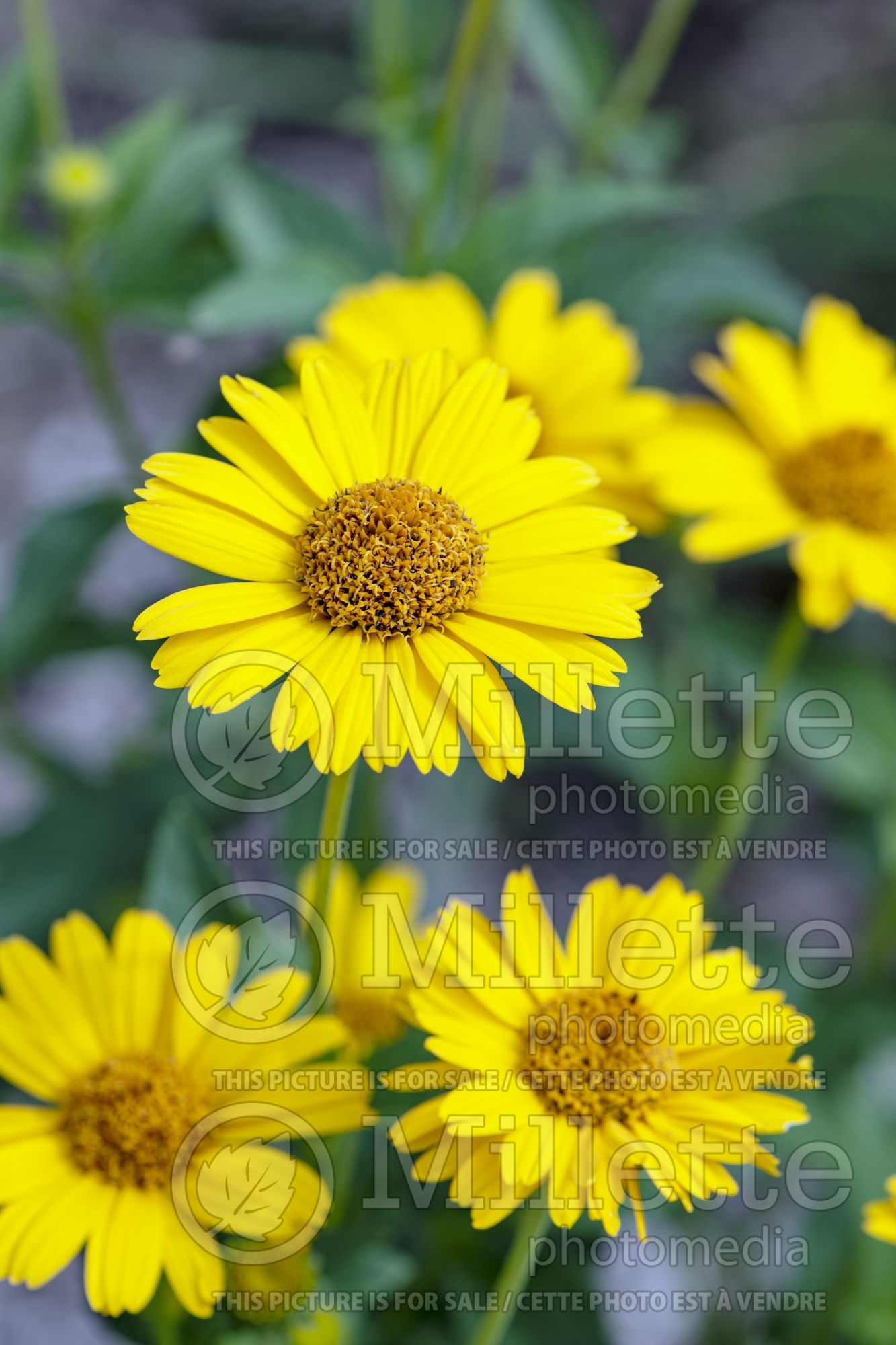Heliopsis Tuscan Sun (False Sunflower) 8