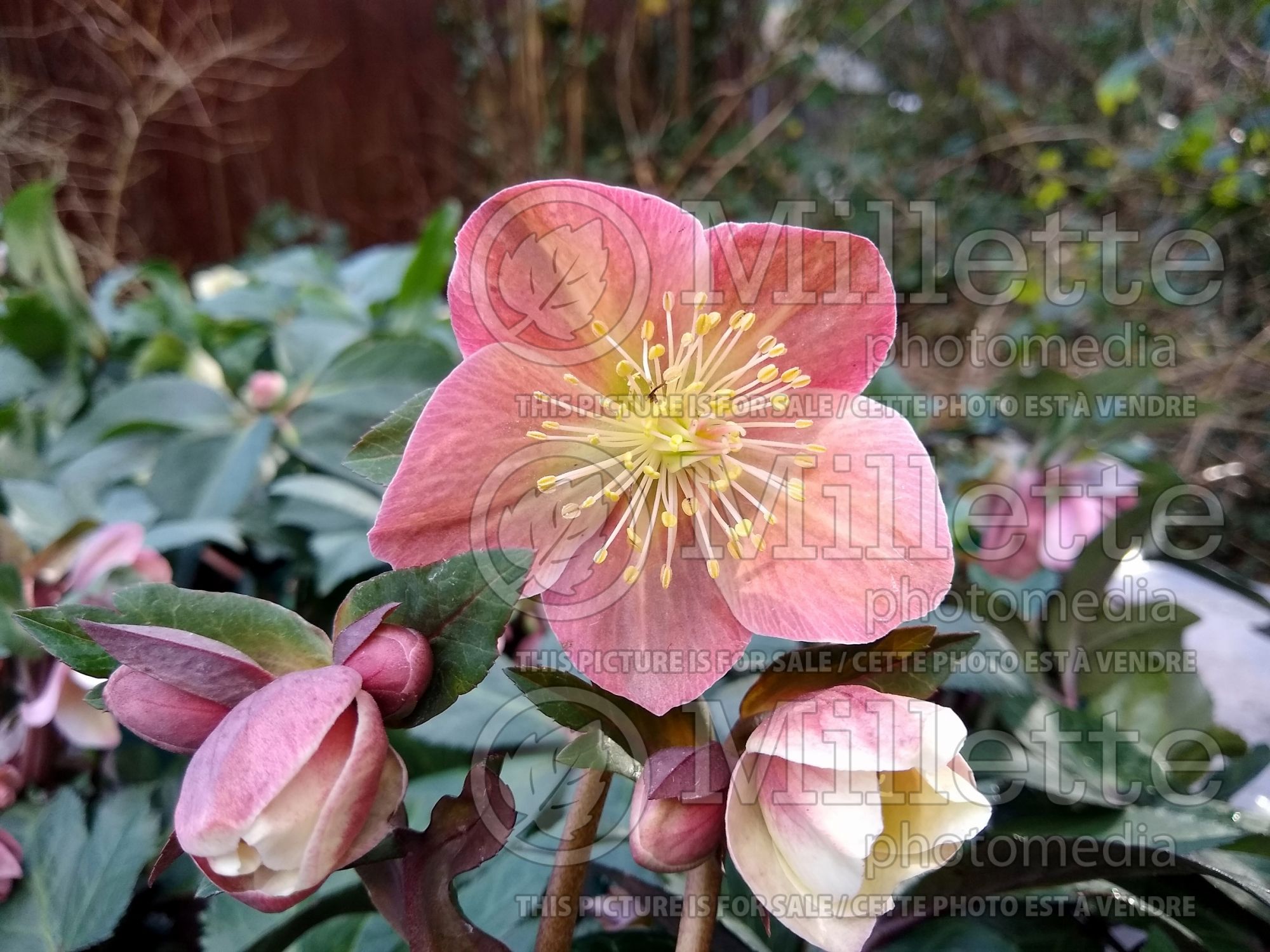 Helleborus HGC Merlin (Lenten Rose) 2