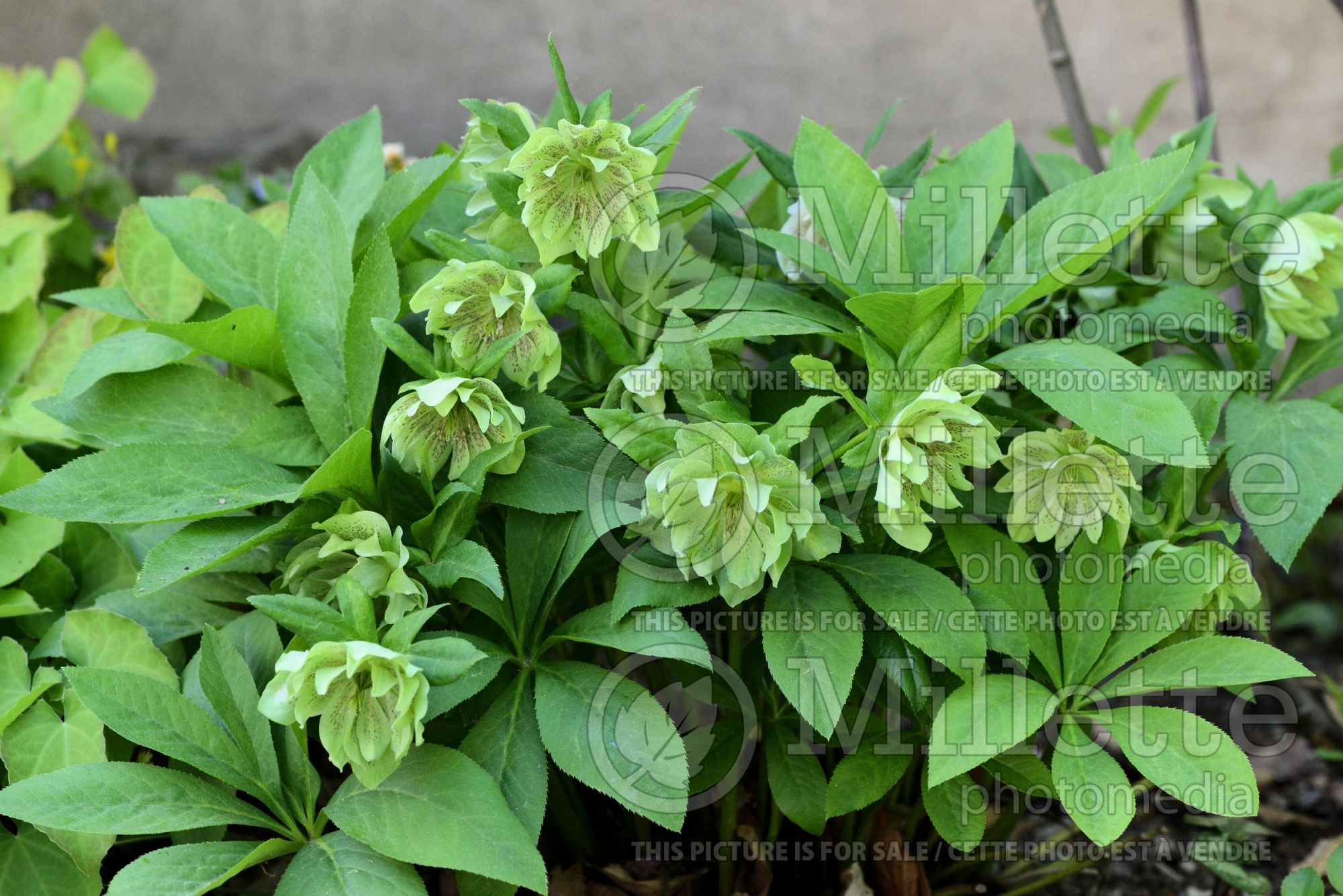 Helleborus Bridal Queen (Lenten Rose) 2