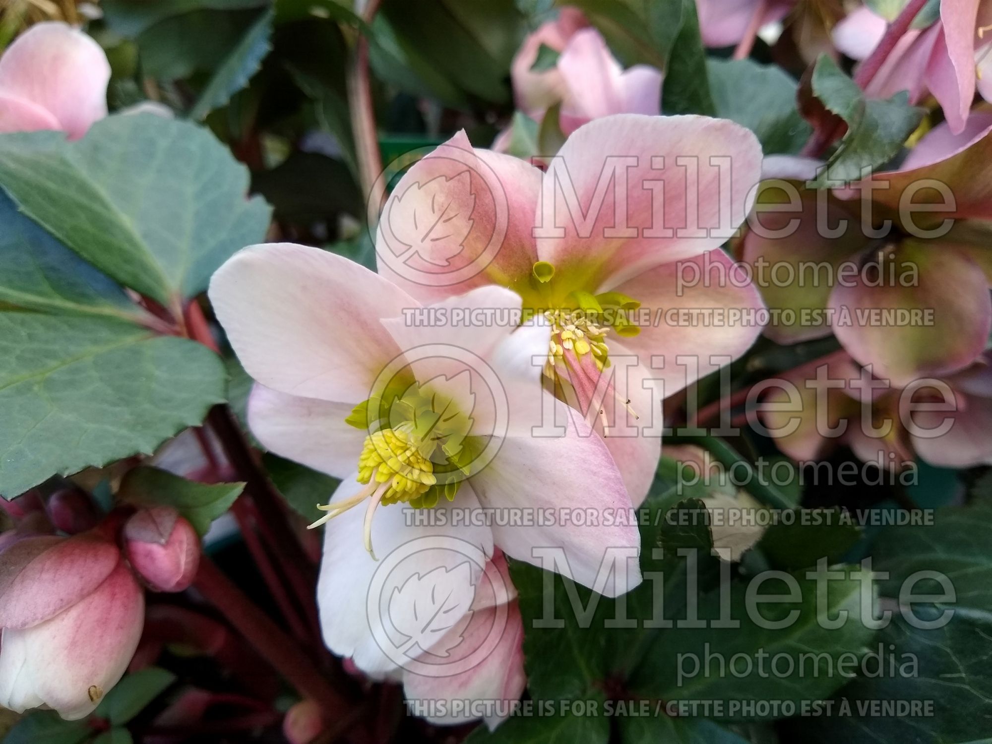 Helleborus Angel Glow (Lenten Rose) 3