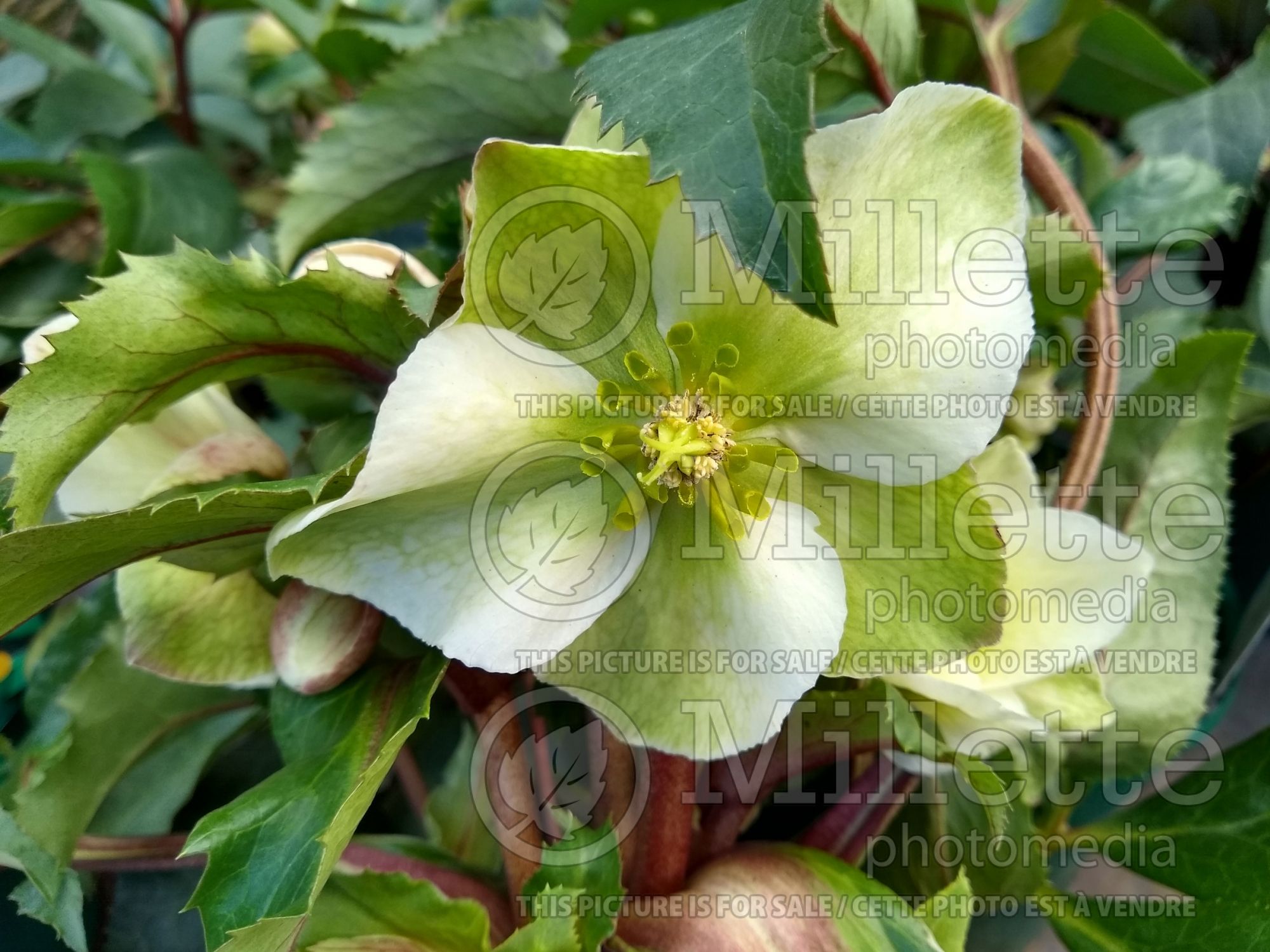Helleborus Pink Beauty (Lenten Rose) 2