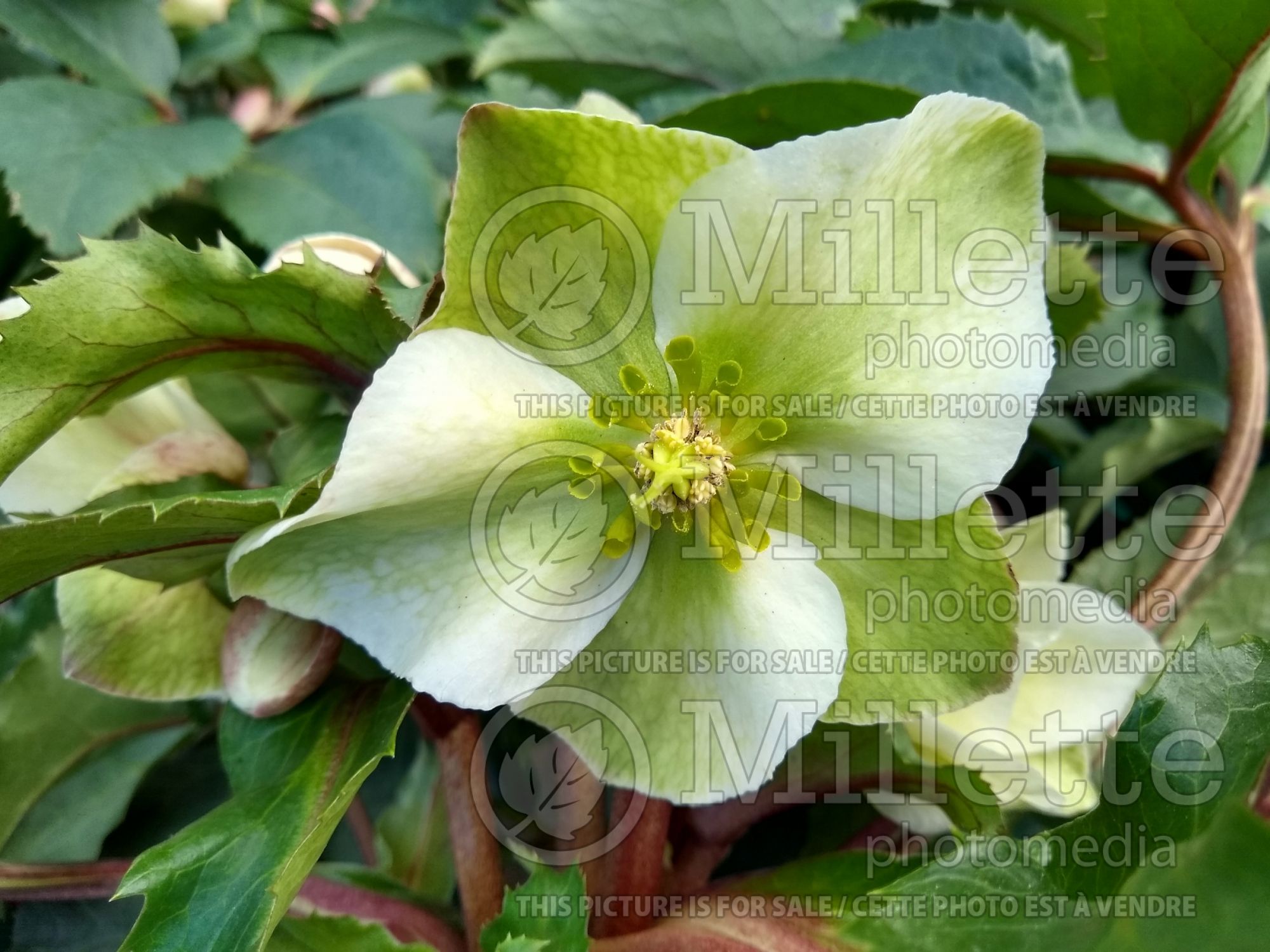 Helleborus Pink Beauty (Lenten Rose) 3