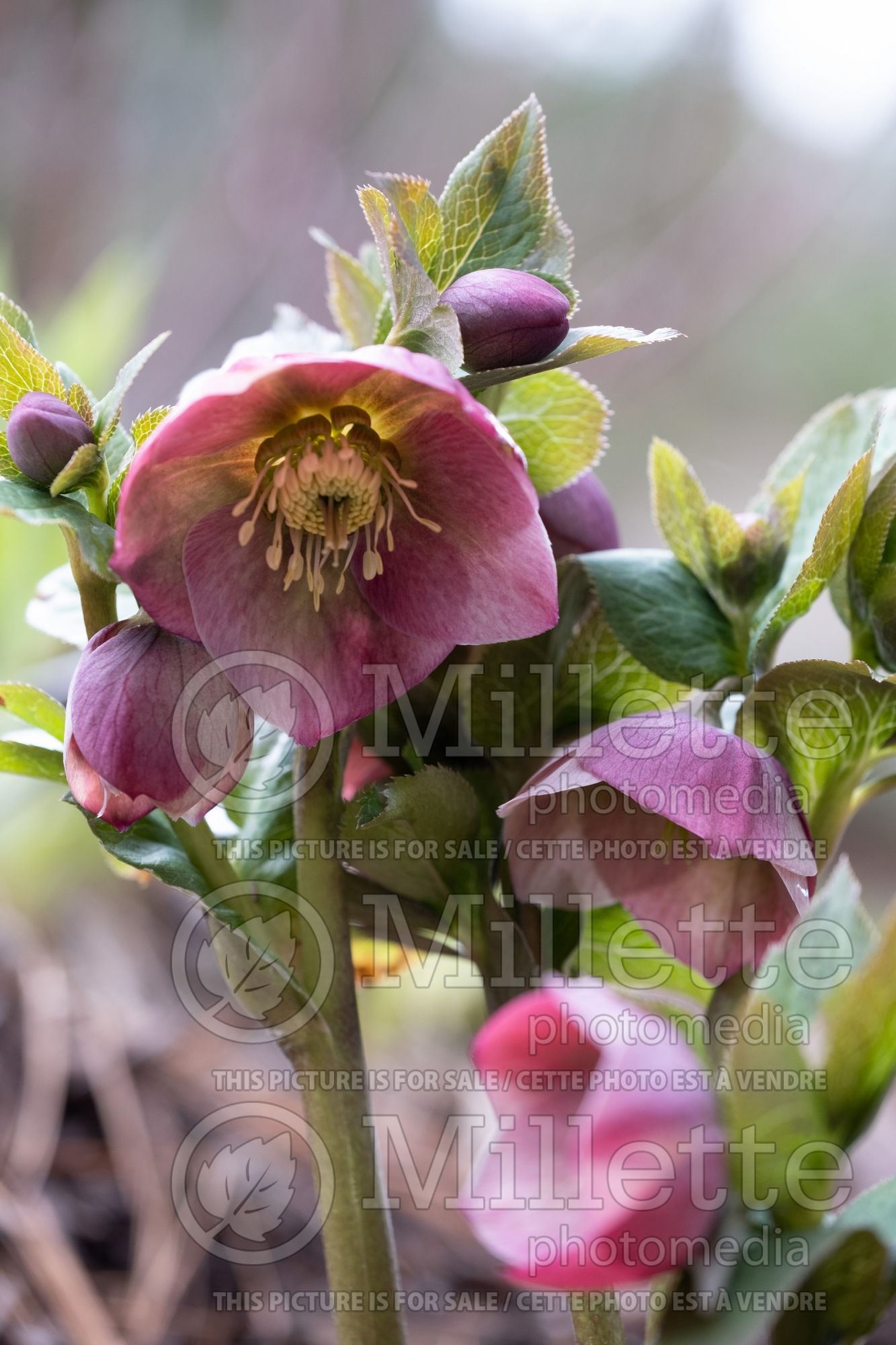 Helleborus Spring Promise Bridget (Lenten Rose) 1