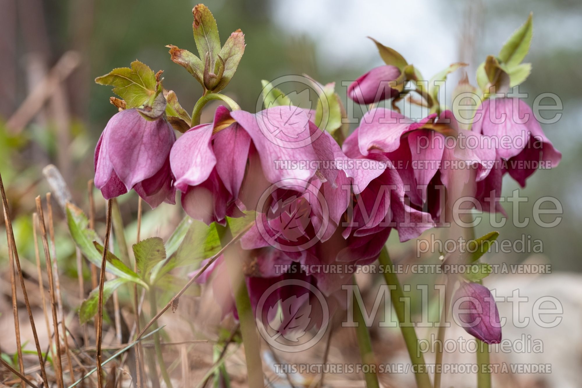 Helleborus Spring Promise Elly (Lenten Rose) 4