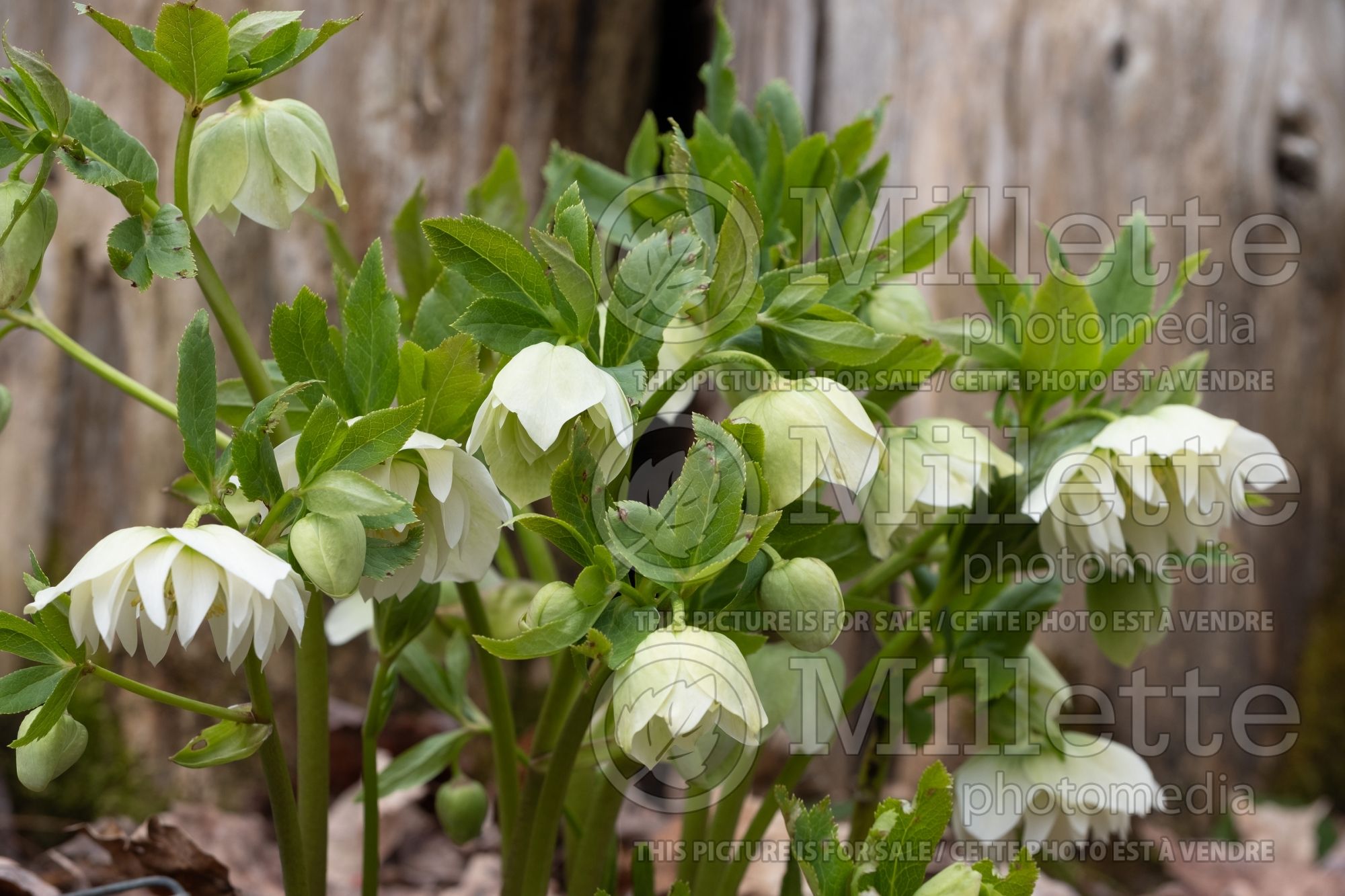 Helleborus Swirling Skirts aka Swirlin’ Skirts (Lenten Rose) 1
