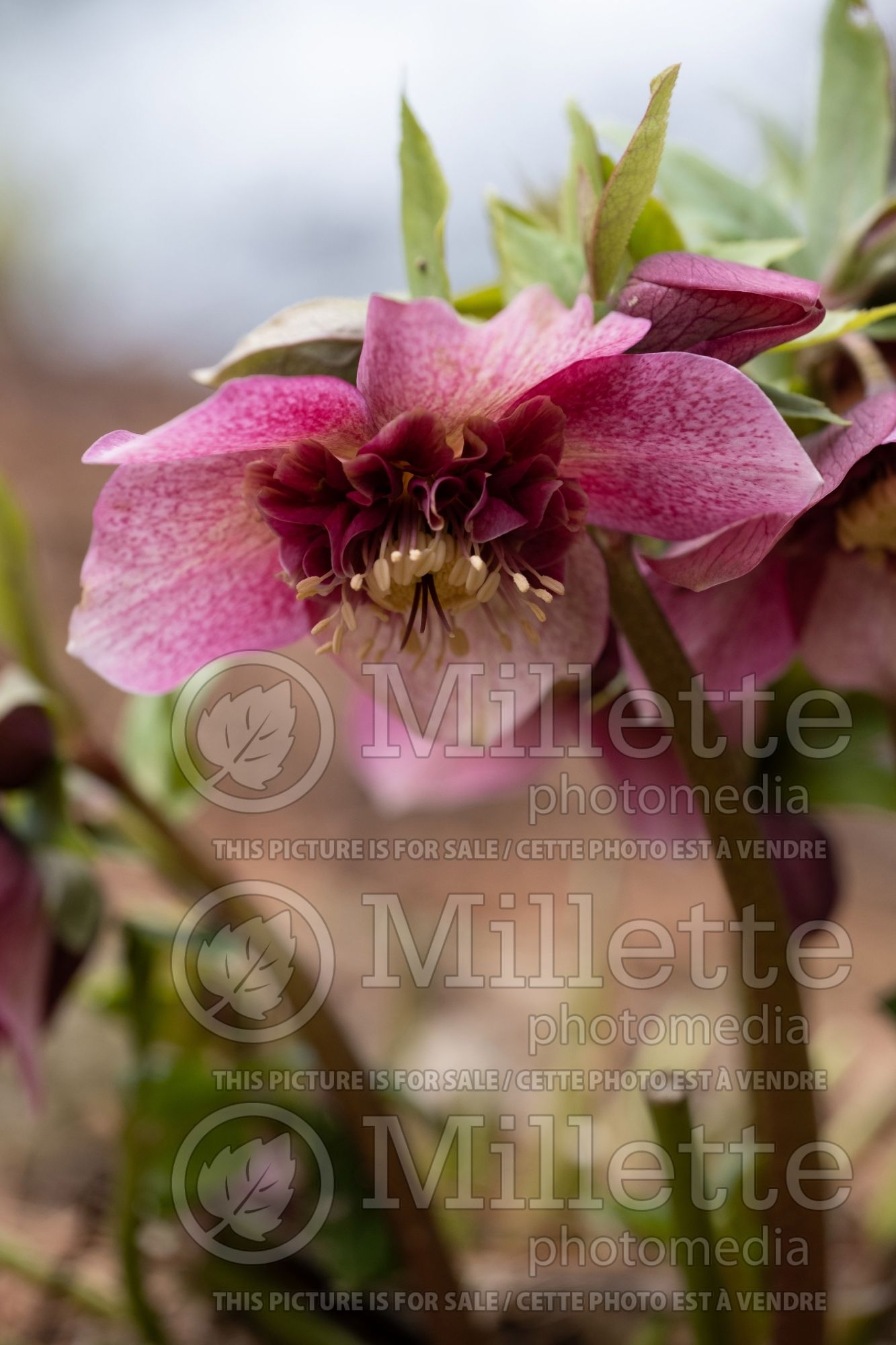 Helleborus Tutu (Lenten Rose) 1